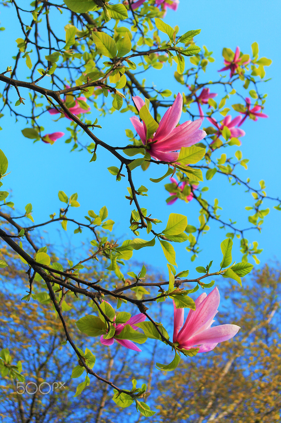 Samsung NX1000 sample photo. Booming blooming pastel photography