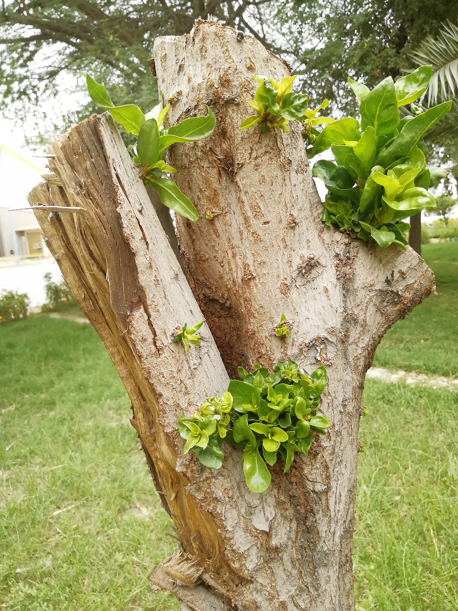 HUAWEI nova 2 Plus sample photo