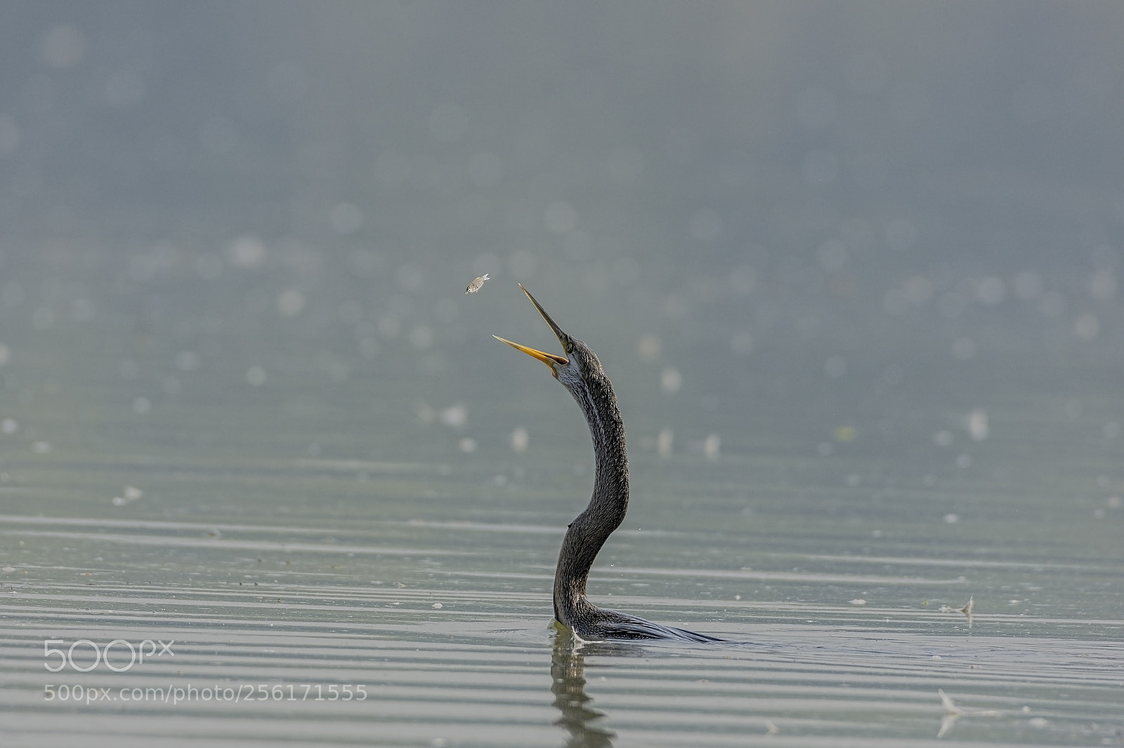 Nikon D7200 sample photo. Darter or snake bird photography