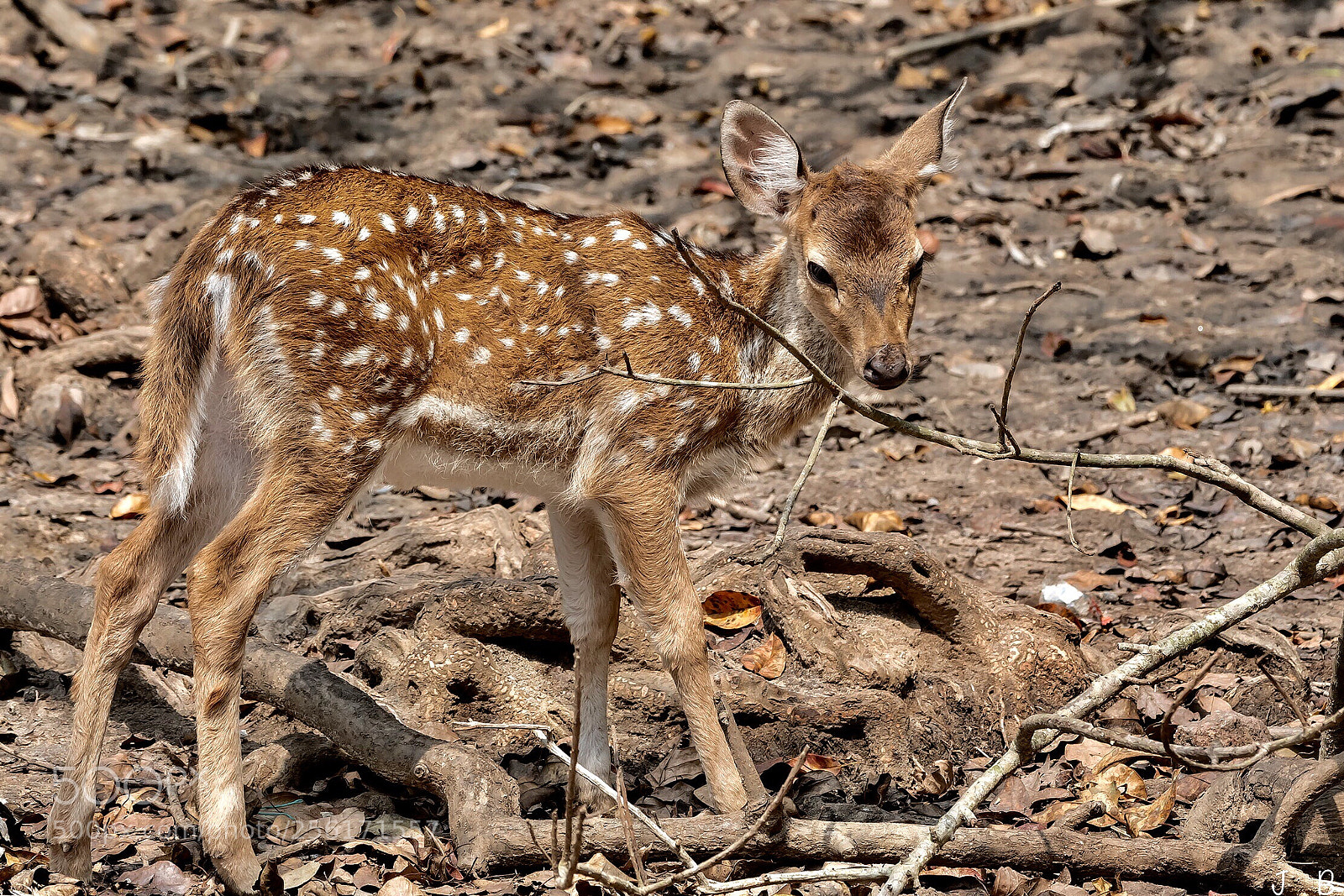 Nikon D500 sample photo. Cuteness and innocence photography