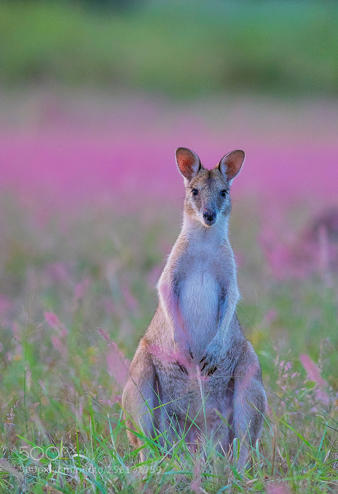 Canon EOS 5D Mark IV sample photo. Sandy wallaby photography