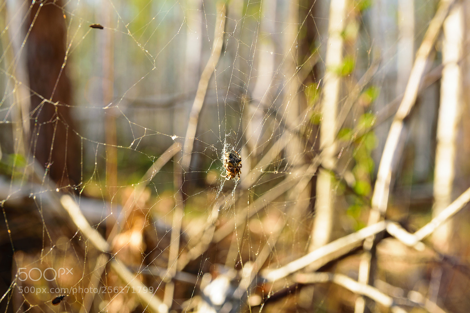Nikon D5300 sample photo. Усманский бор 6 photography