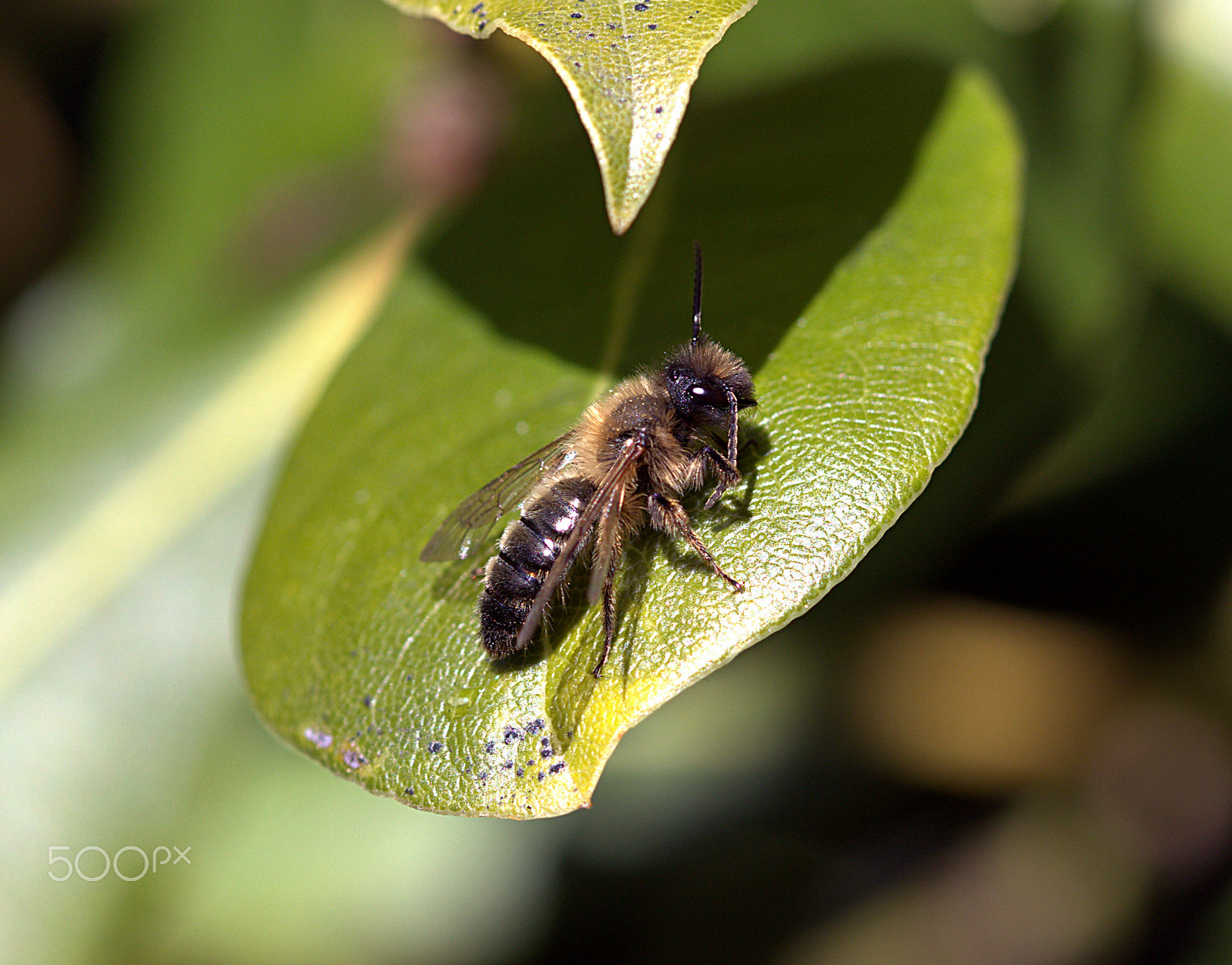 Canon EF 100mm F2.8 Macro USM sample photo. Bee photography