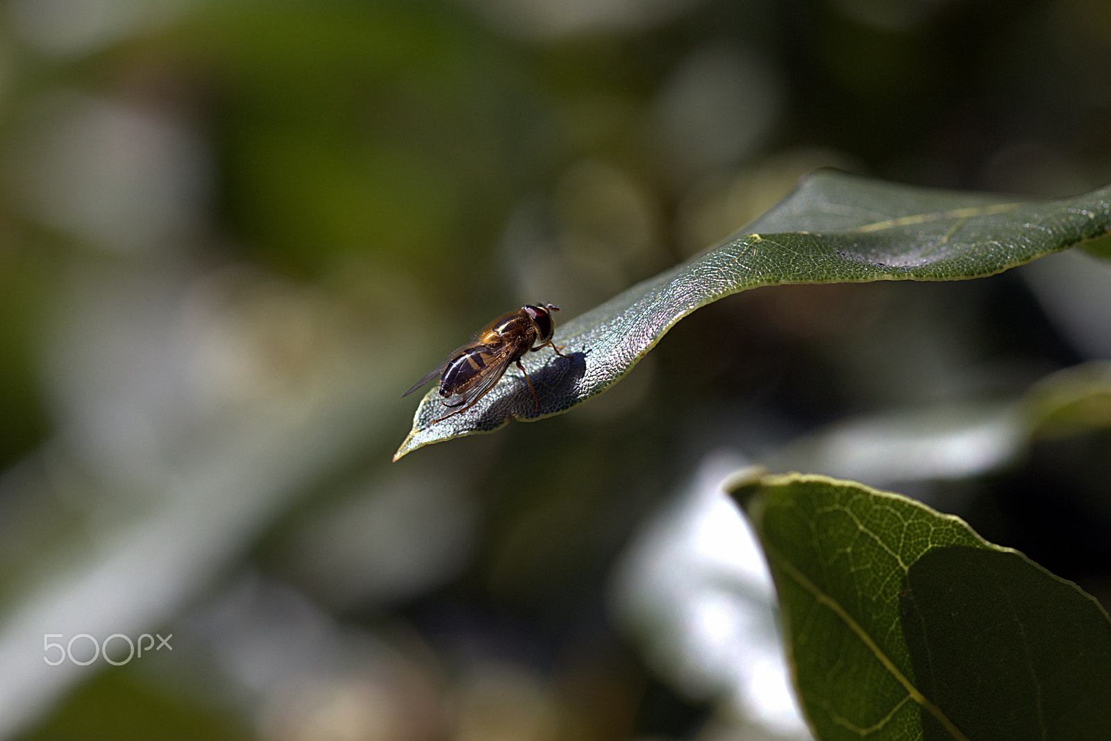 Canon EF 100mm F2.8 Macro USM sample photo. Bee photography