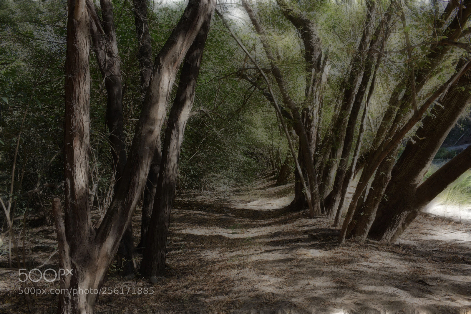 Nikon D3300 sample photo. Parque kempes photography