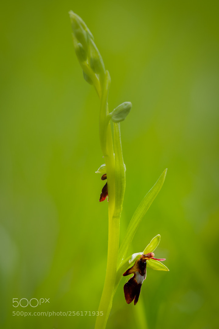 Nikon D500 sample photo. Vliegenorchis (ophrys insectifera) photography