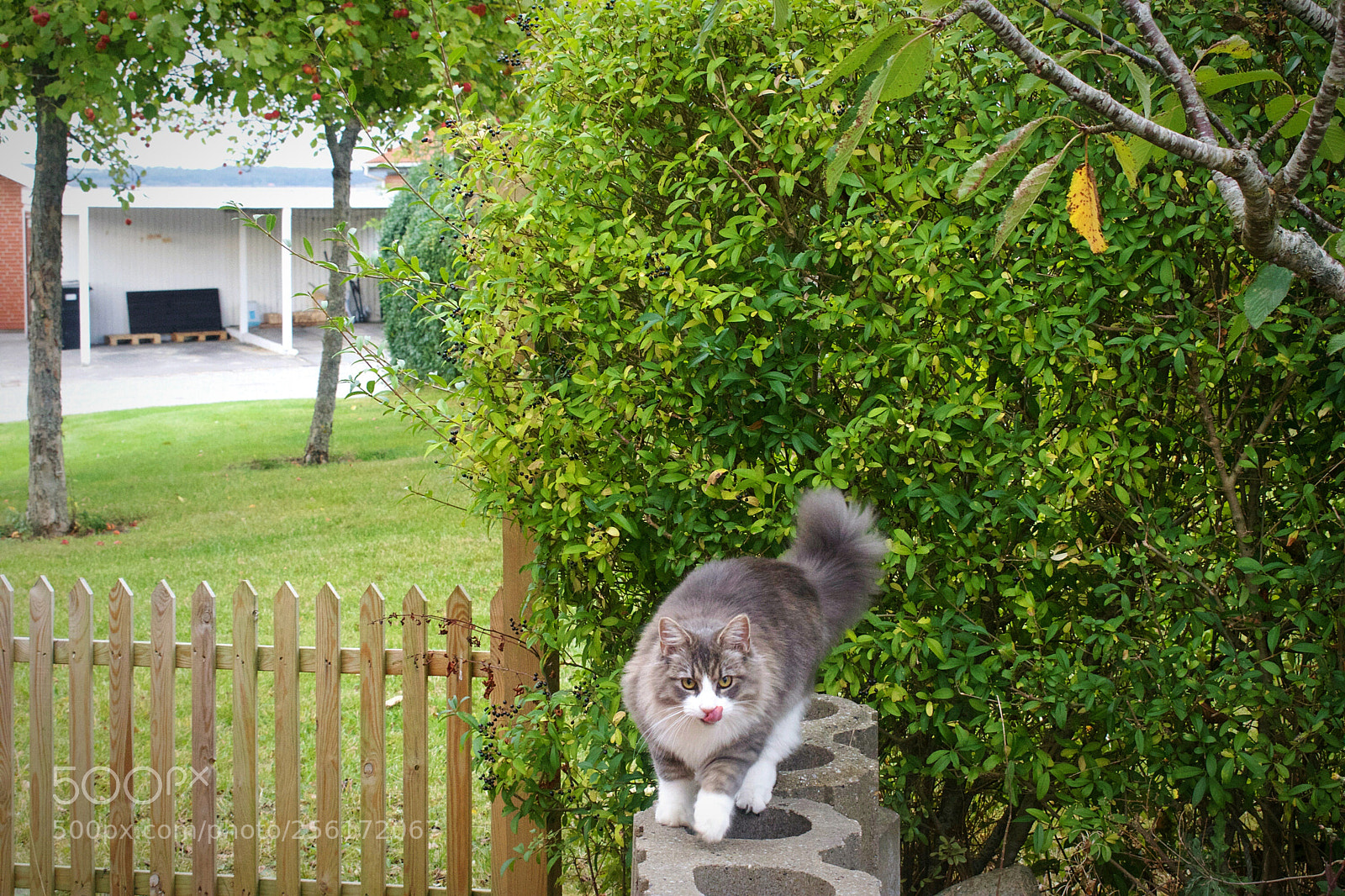Nikon D3300 sample photo. The cute cat girl photography