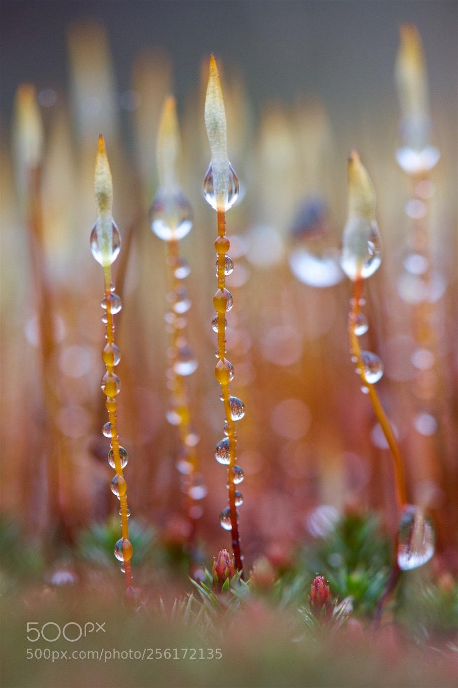 Nikon D810 sample photo. Rainyfresh. photography
