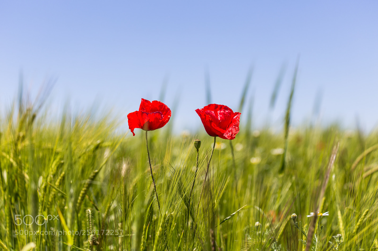 Canon EOS 6D sample photo. For two photography