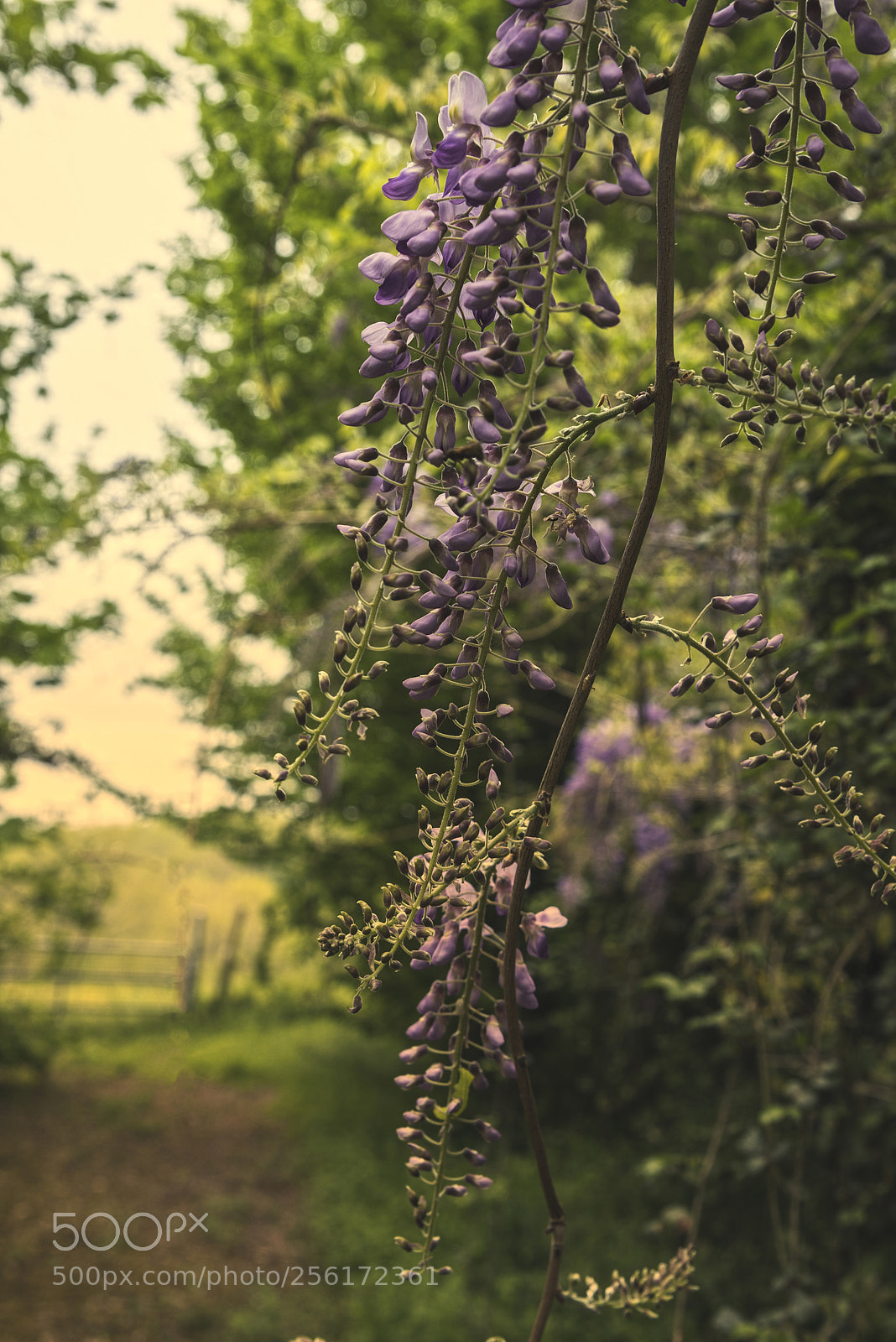 Nikon D750 sample photo. Wisteria photography