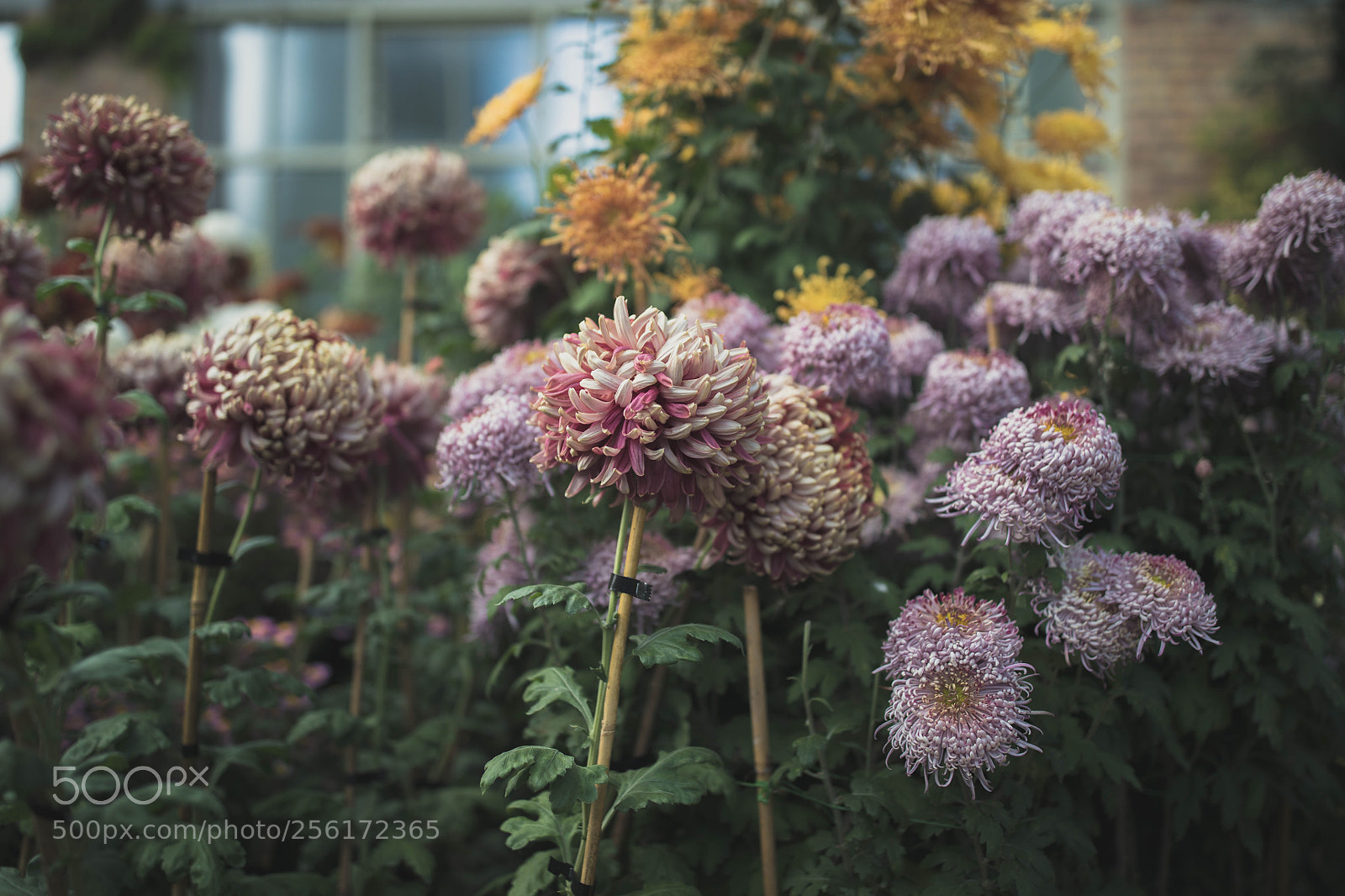 Canon EOS 5DS sample photo. Winter gardens photography