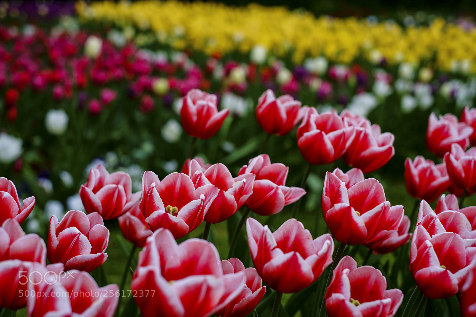 Fujifilm X-Pro1 sample photo. Beautiful tulips photography