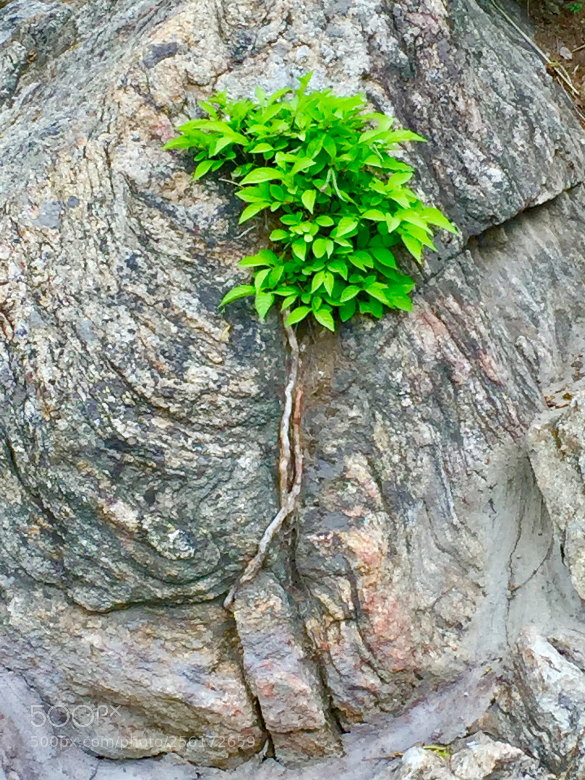 Apple iPhone 6 Plus sample photo. Untitled photography