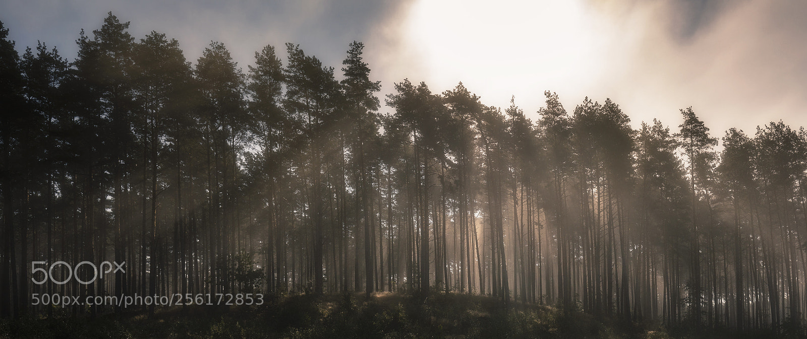 Canon EOS 5D Mark IV sample photo. Piercing rays photography