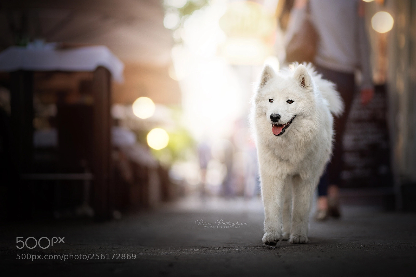 Nikon D850 sample photo. City dog photography