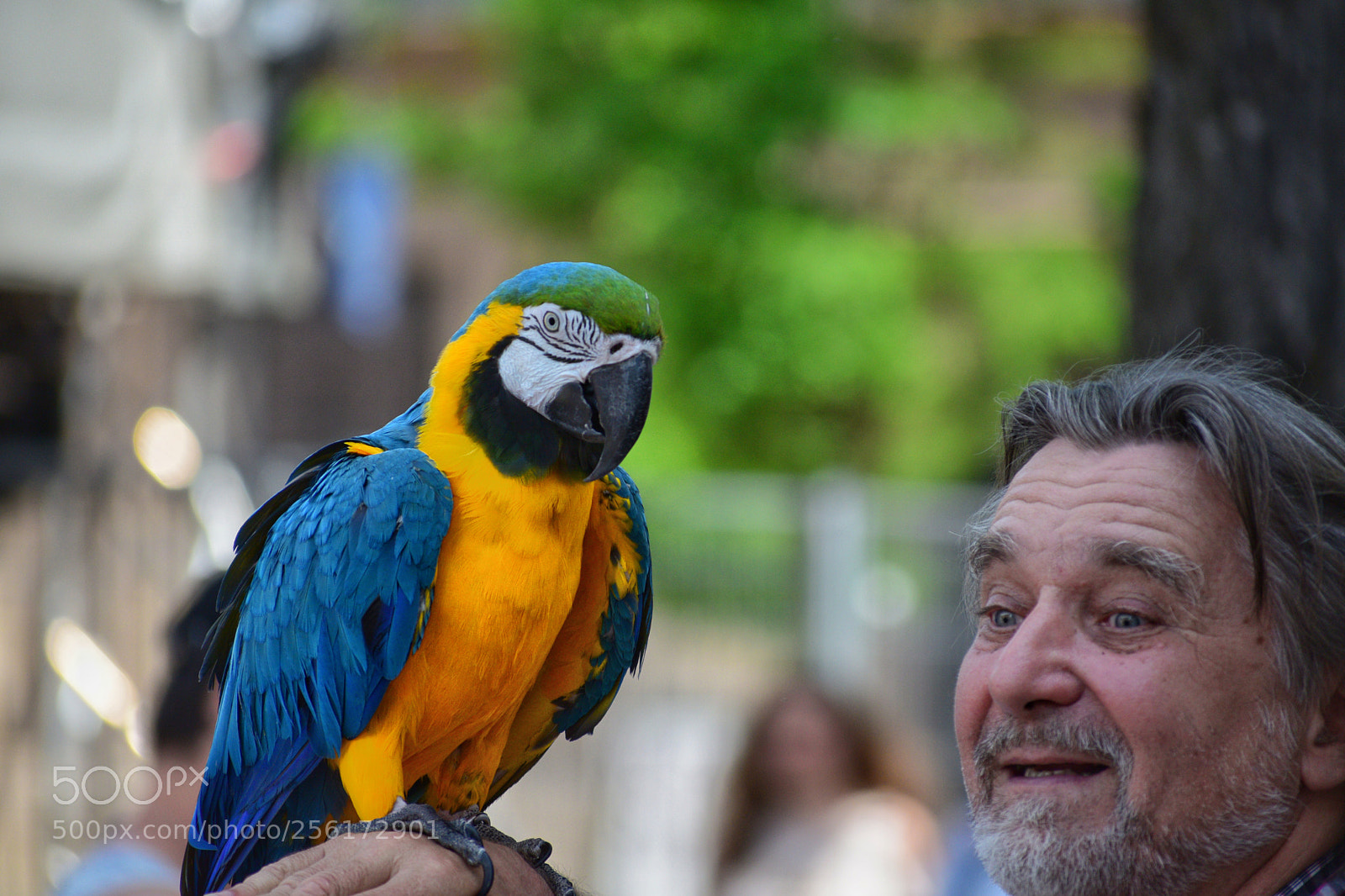 Nikon D5300 sample photo. Parrot photography