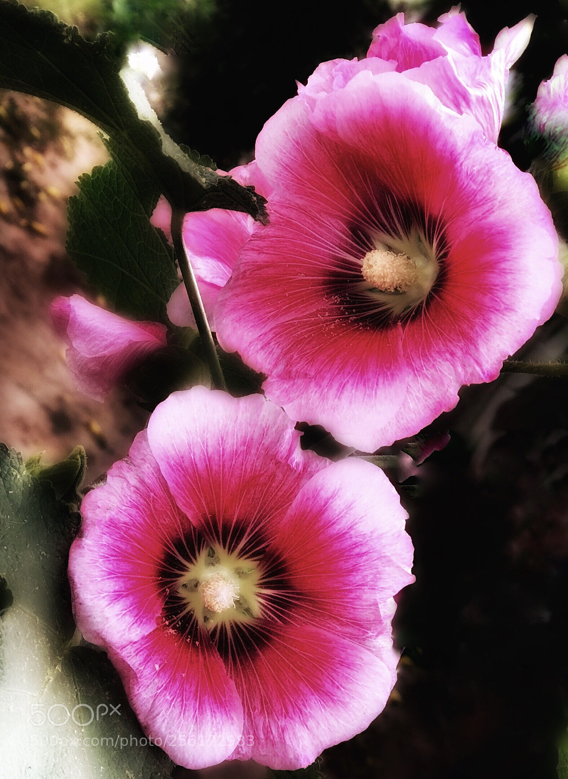 Apple iPhone 8 Plus sample photo. Hollyhocks photography