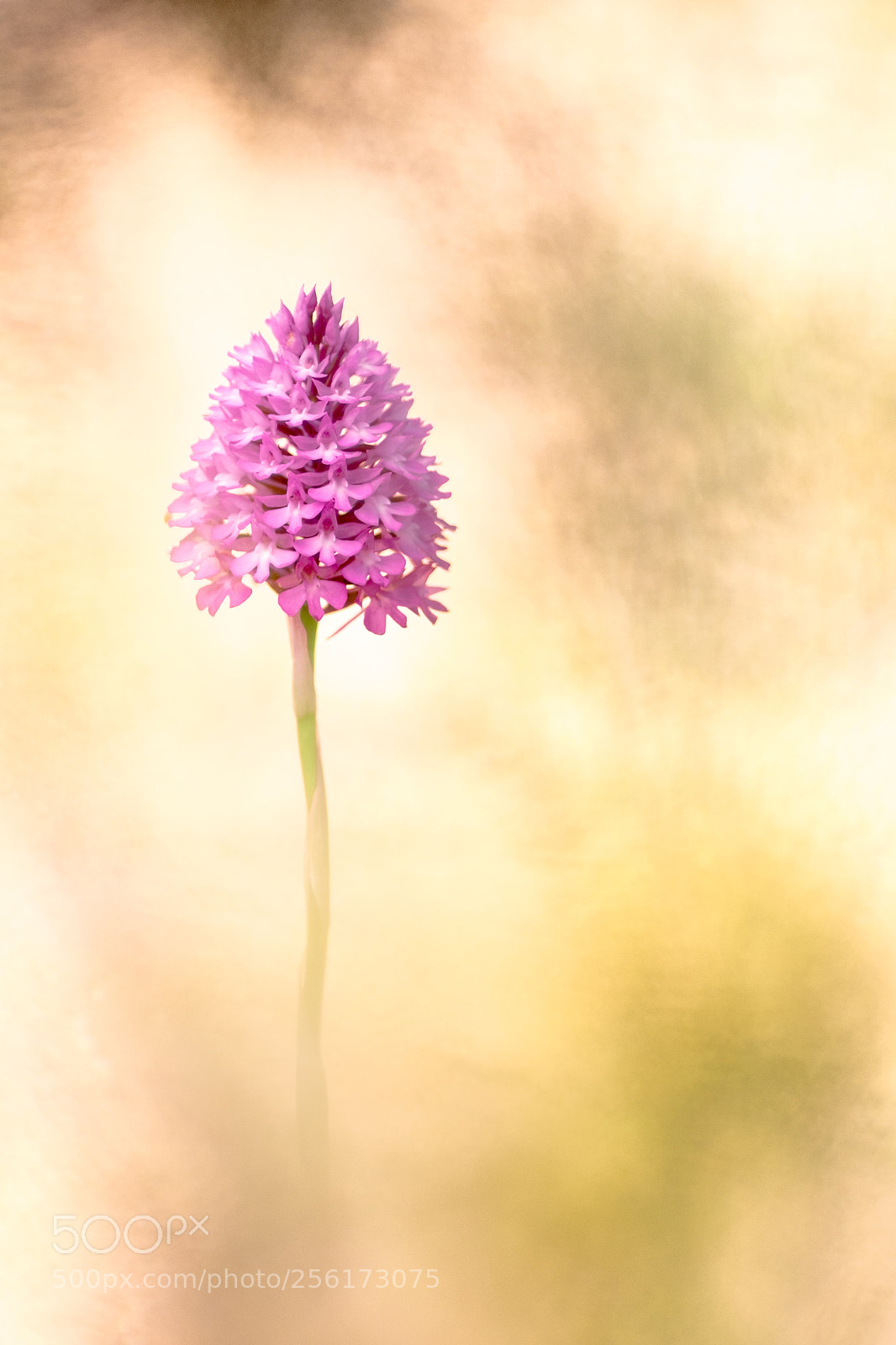 Fujifilm X-T10 sample photo. Anacamptys pyramidalis 18´i photography