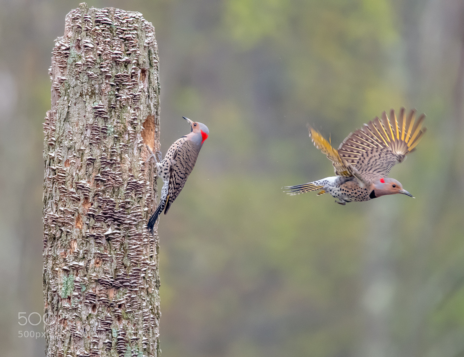 Nikon D500 sample photo. Northern flicker. his turn photography
