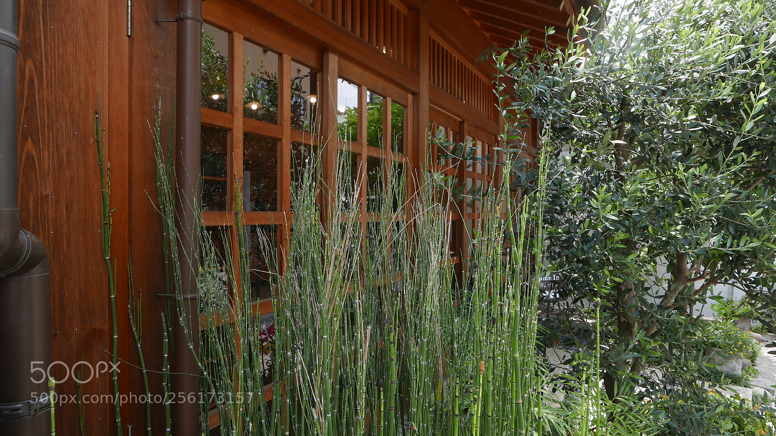 Leica D-Lux (Typ 109) sample photo. 窗前。。。 photography