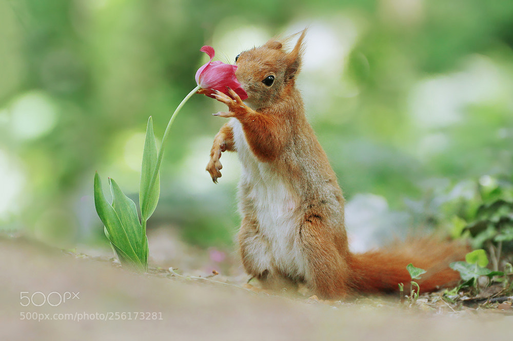 Canon EOS 7D sample photo. Squirrel & tulip photography