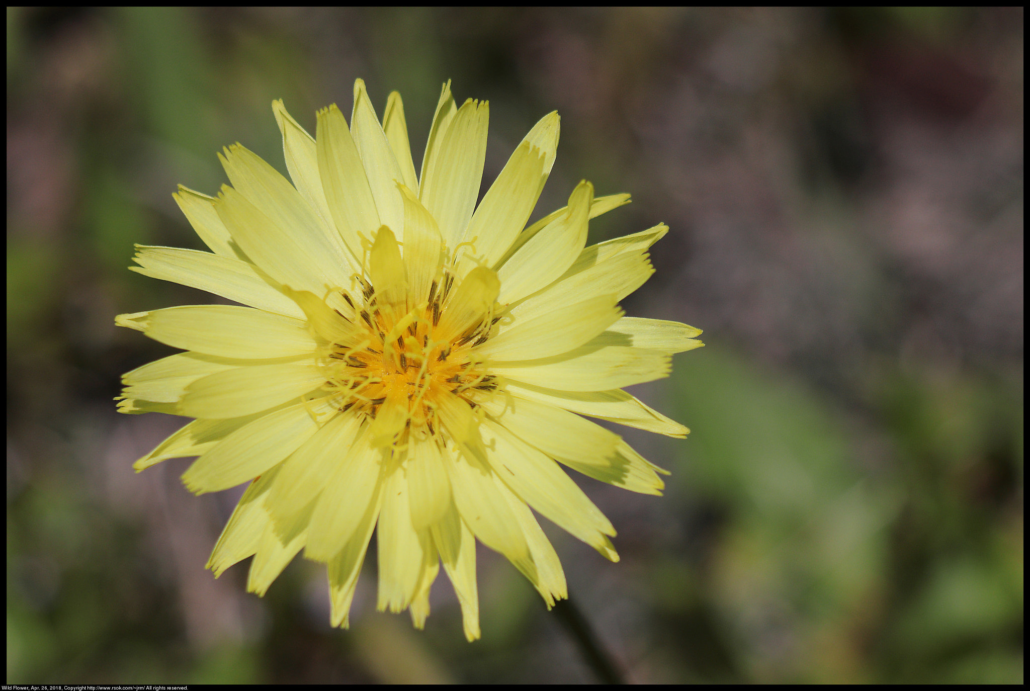 Canon EF 70-300 F4-5.6 IS II USM sample photo. Wild flower photography