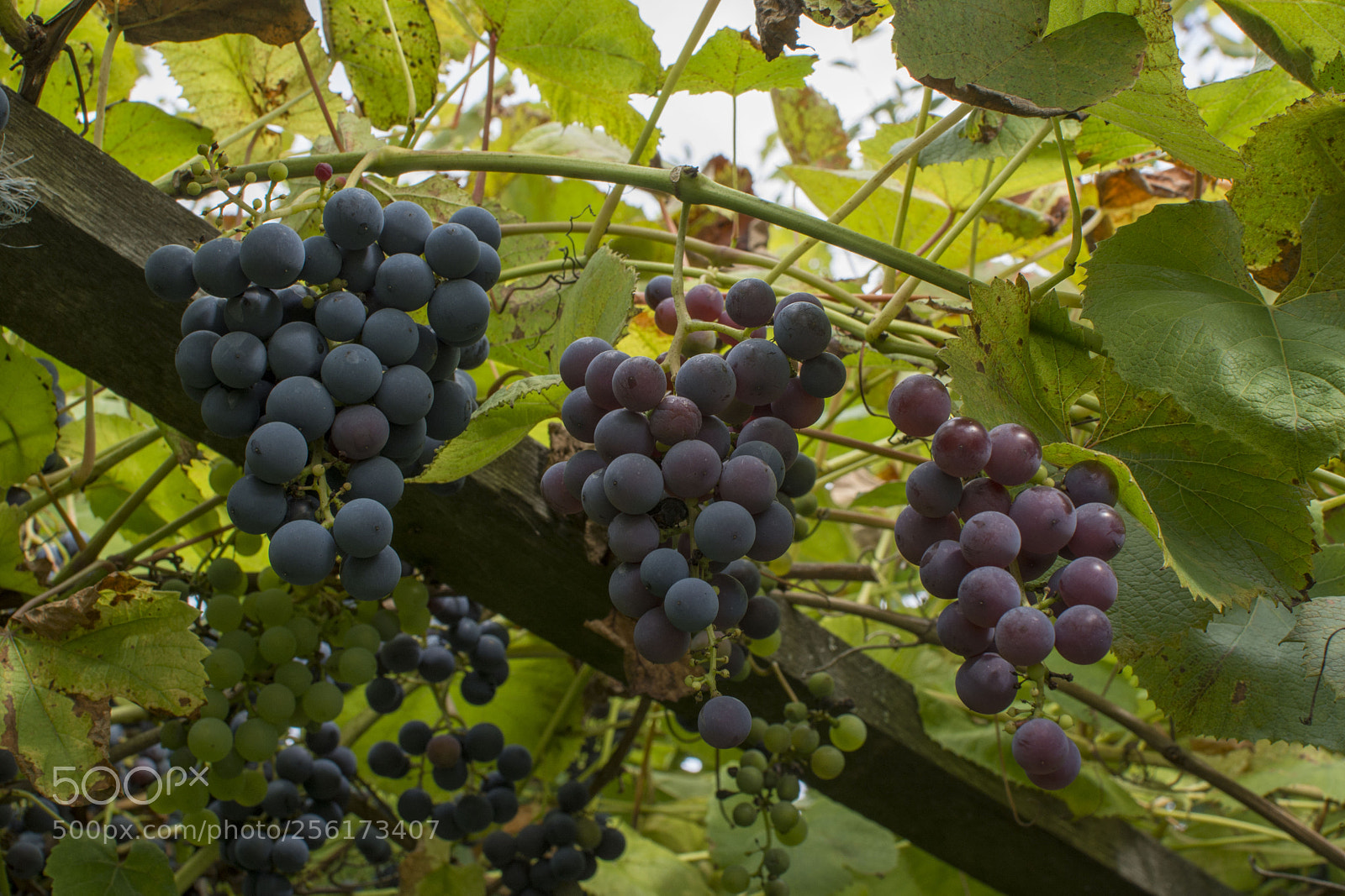 Nikon D5200 sample photo. Northern grape photography