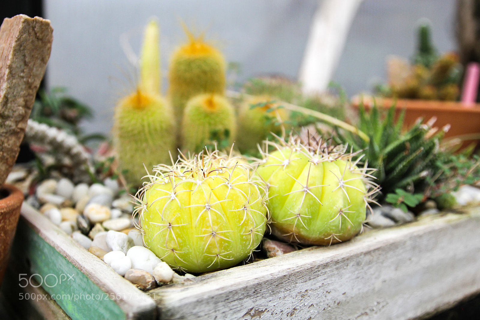 Canon EOS 550D (EOS Rebel T2i / EOS Kiss X4) sample photo. Small cactus in a photography