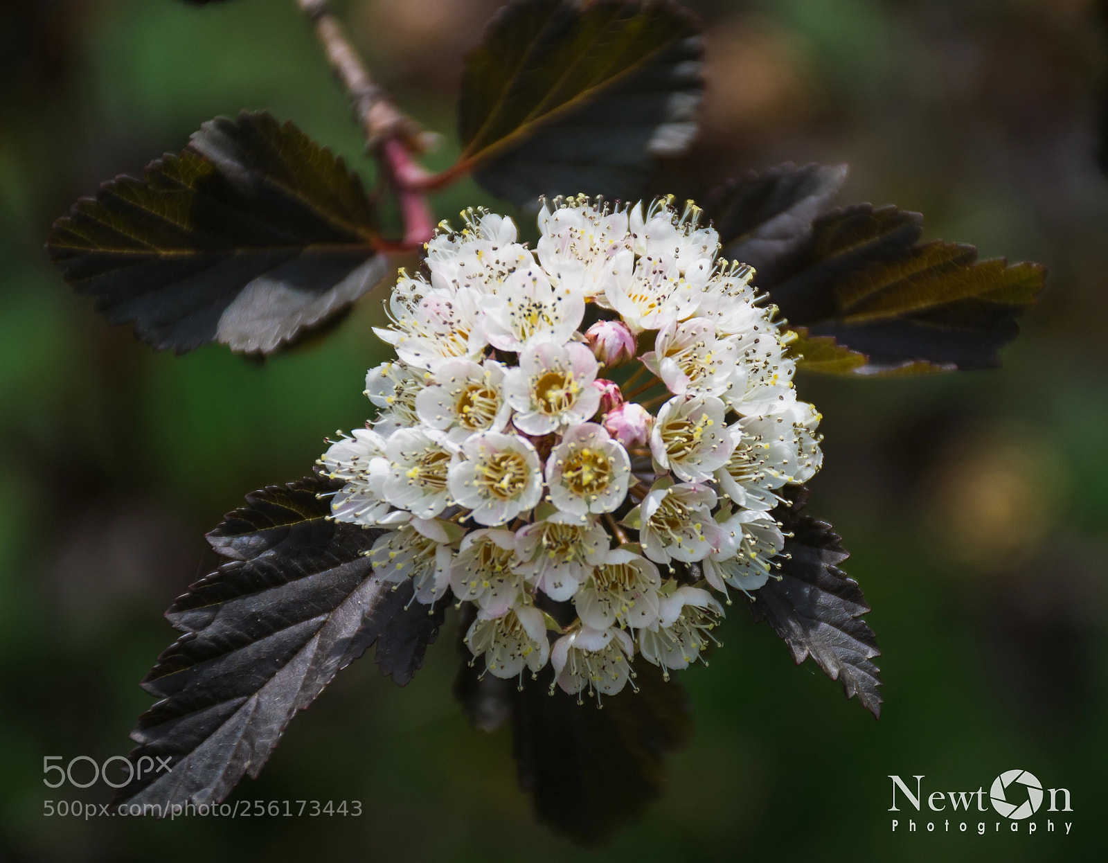 Nikon D5300 sample photo. Flores... photography