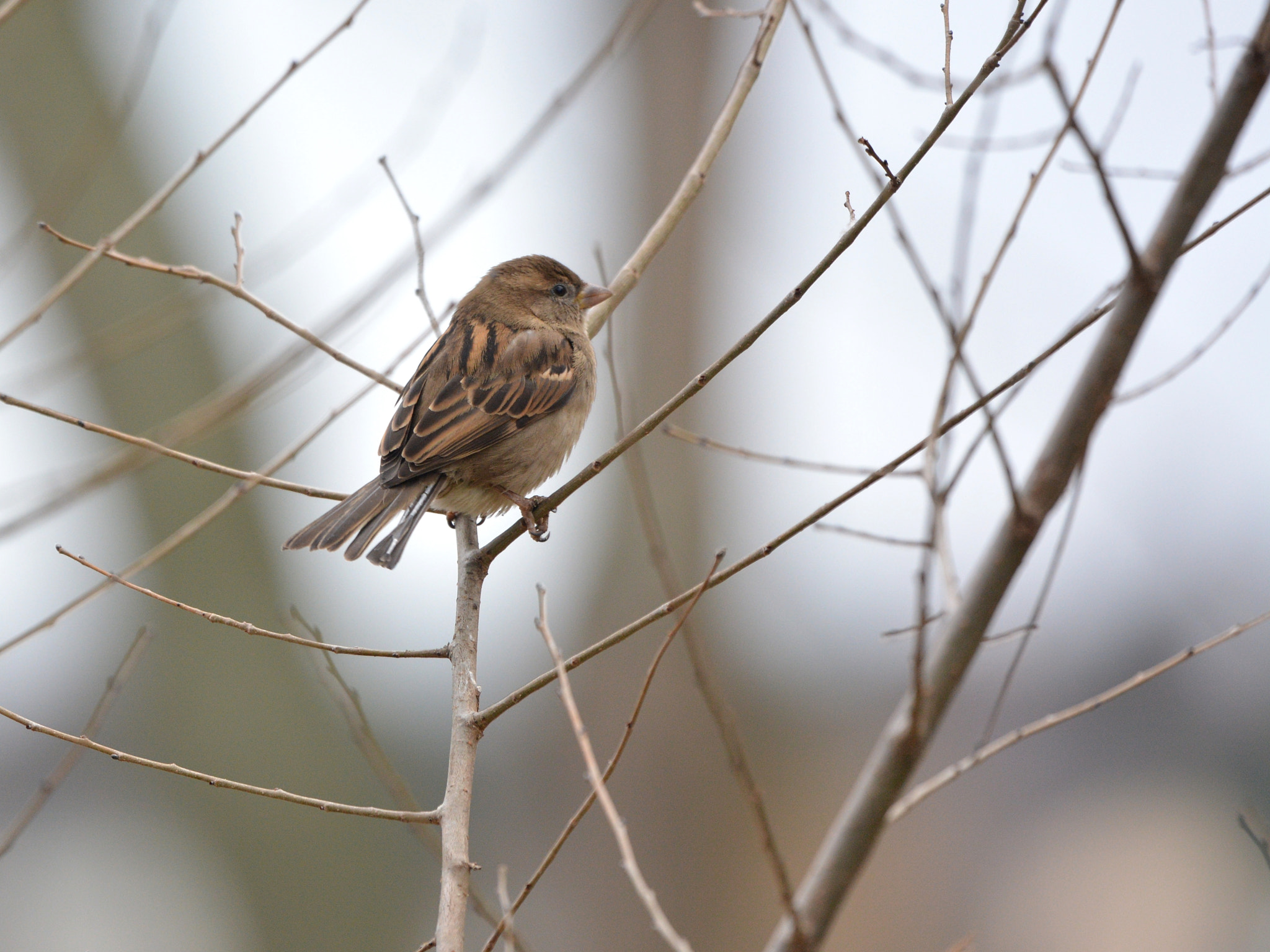 Nikon Nikkor AF-S 300mm F4E PF ED VR sample photo. Le guet photography