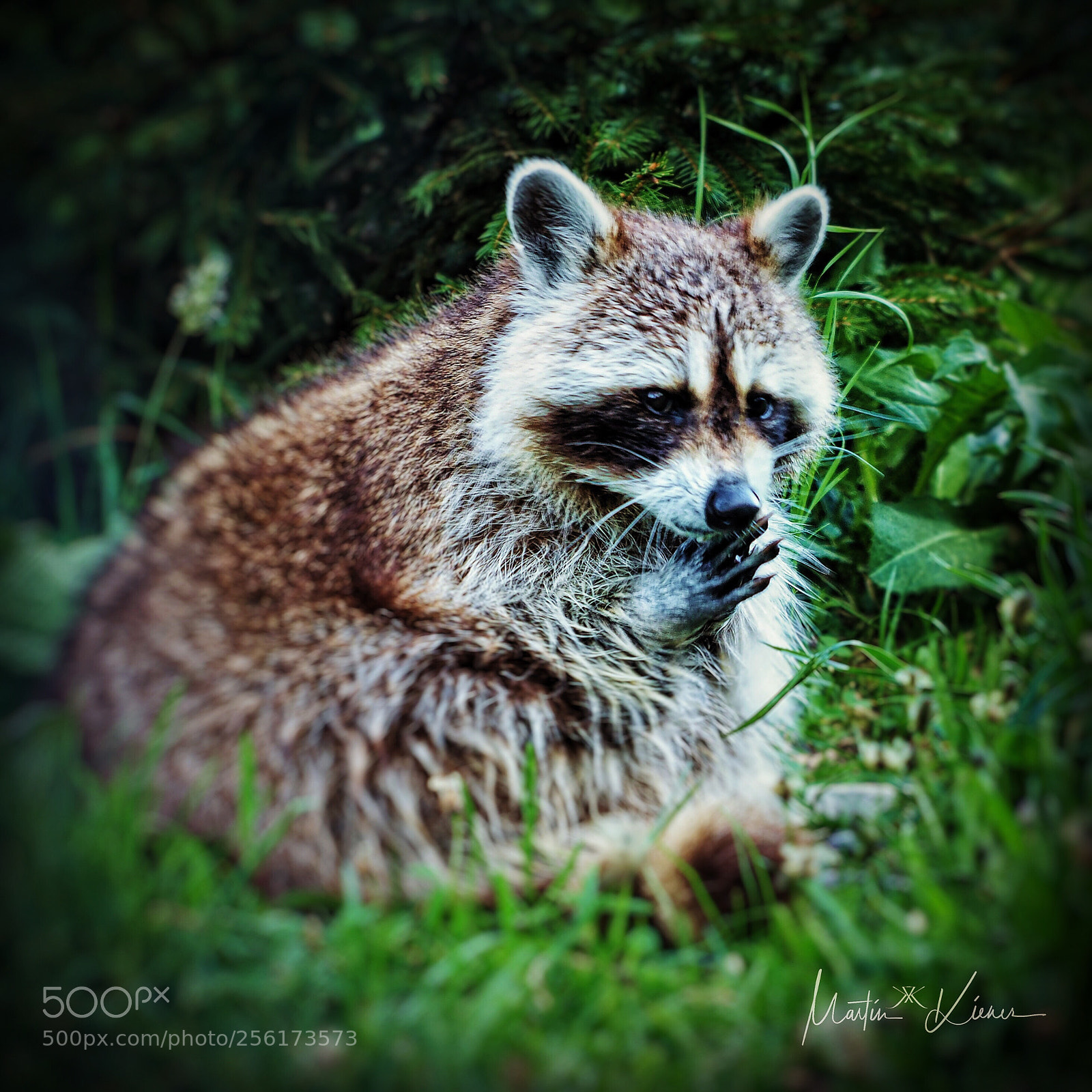 Olympus OM-D E-M1 Mark II sample photo. Feeding raccoon in evening photography