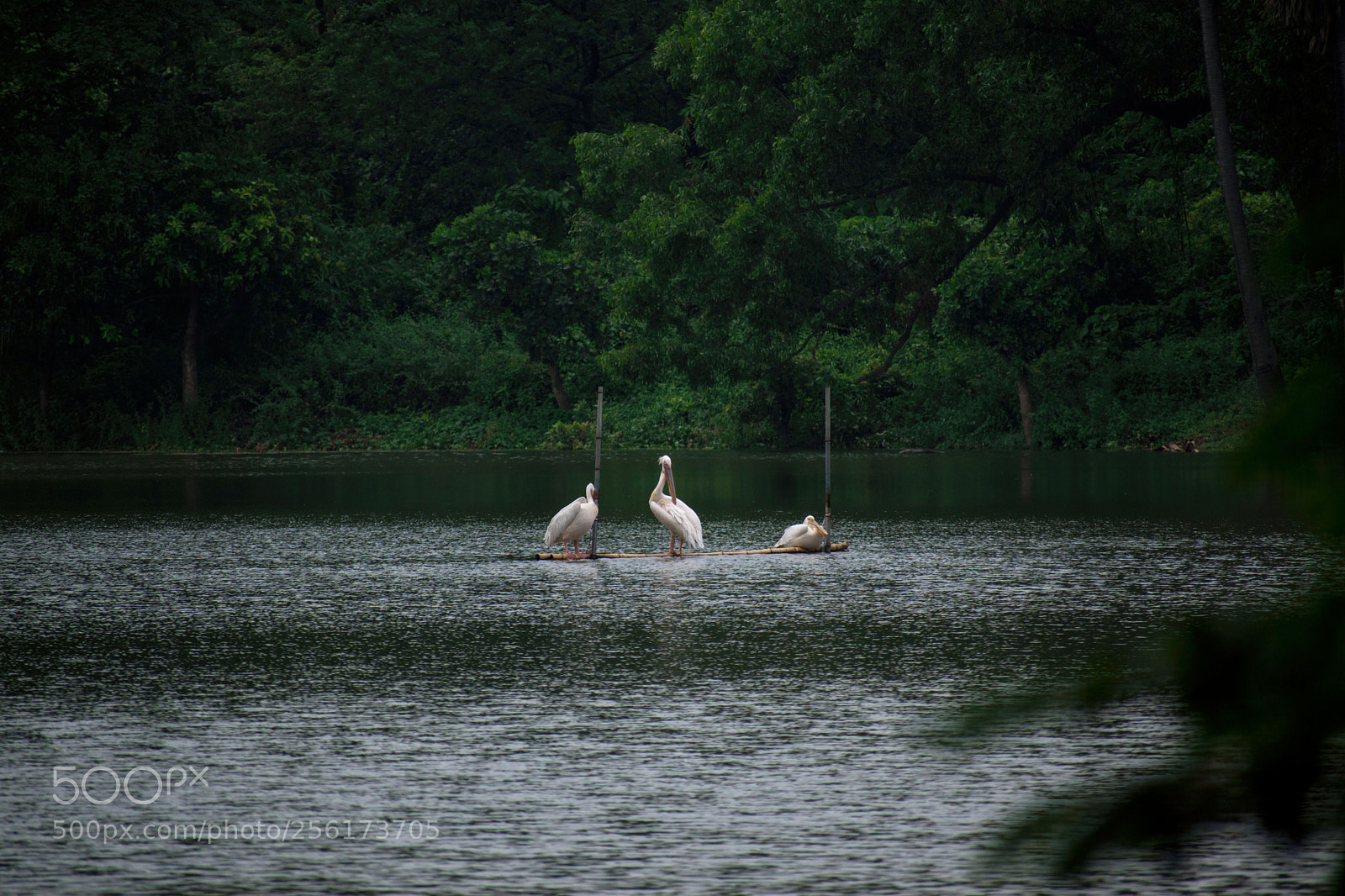 Nikon D5500 sample photo. Pelican photography