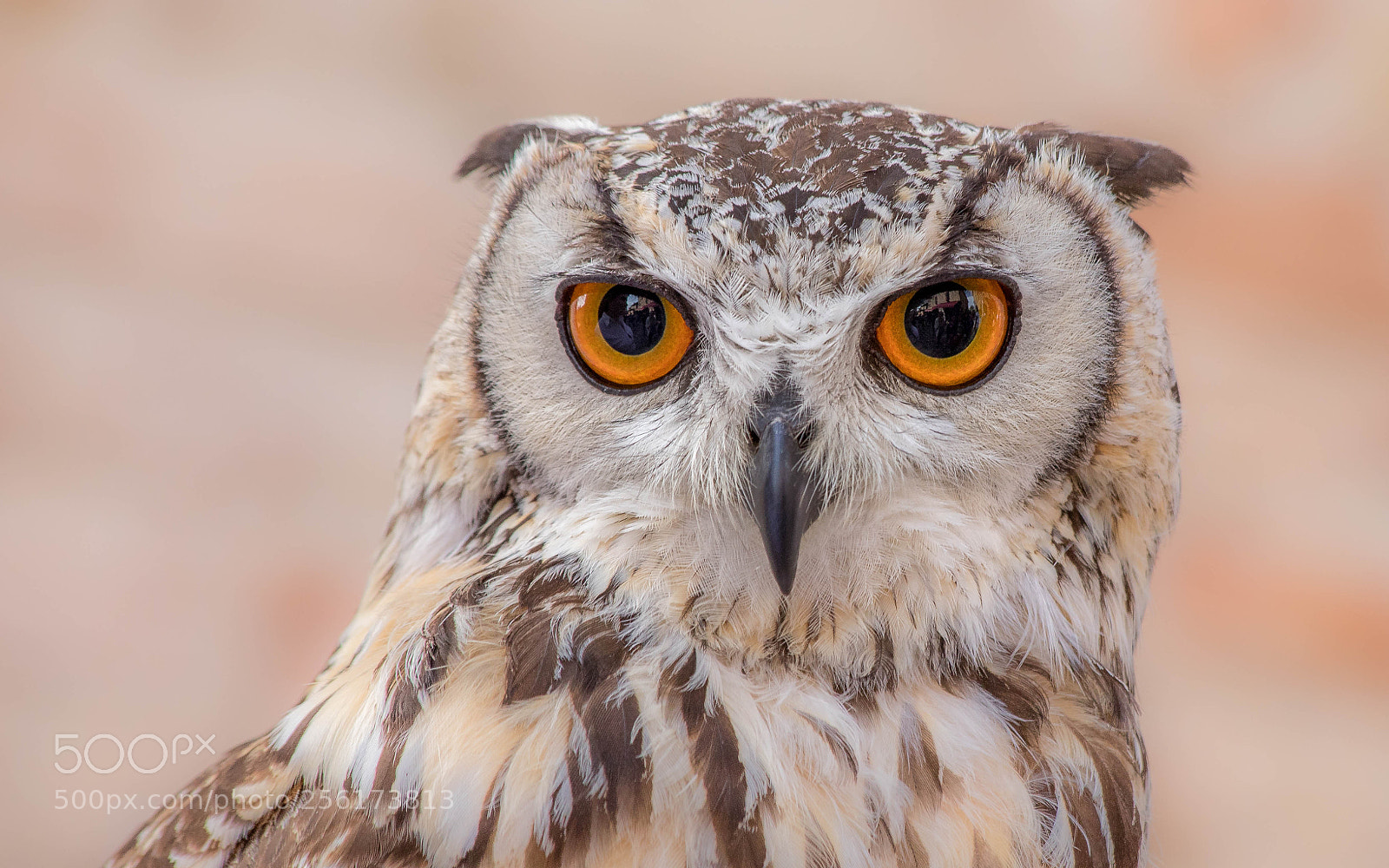 Canon EOS 6D Mark II sample photo. Owl real photography
