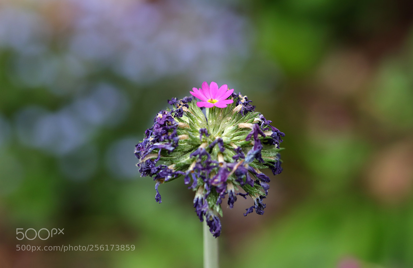 Canon EOS 6D Mark II sample photo. One last breath... photography