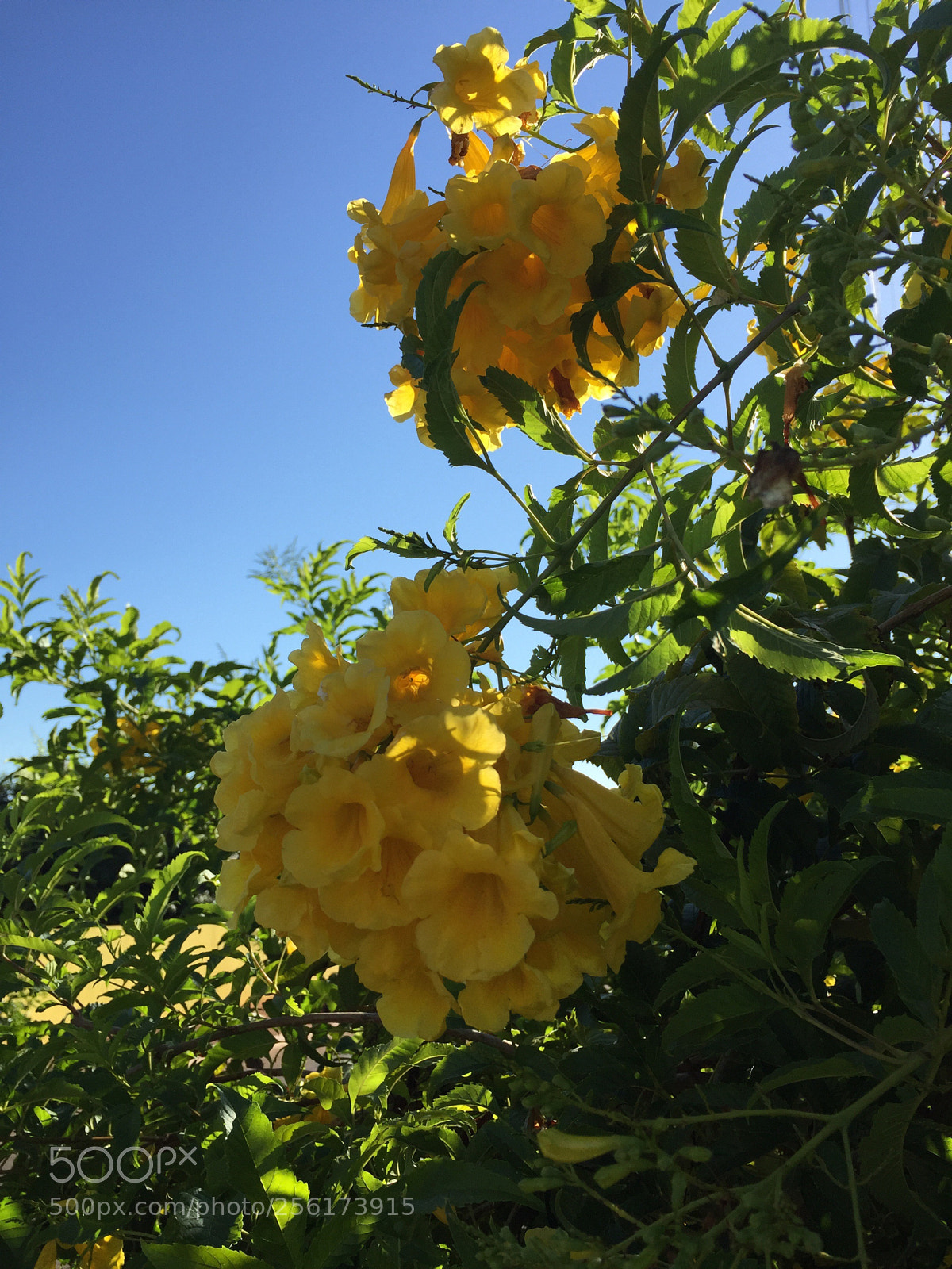 Apple iPhone 6 sample photo. Untitled photography