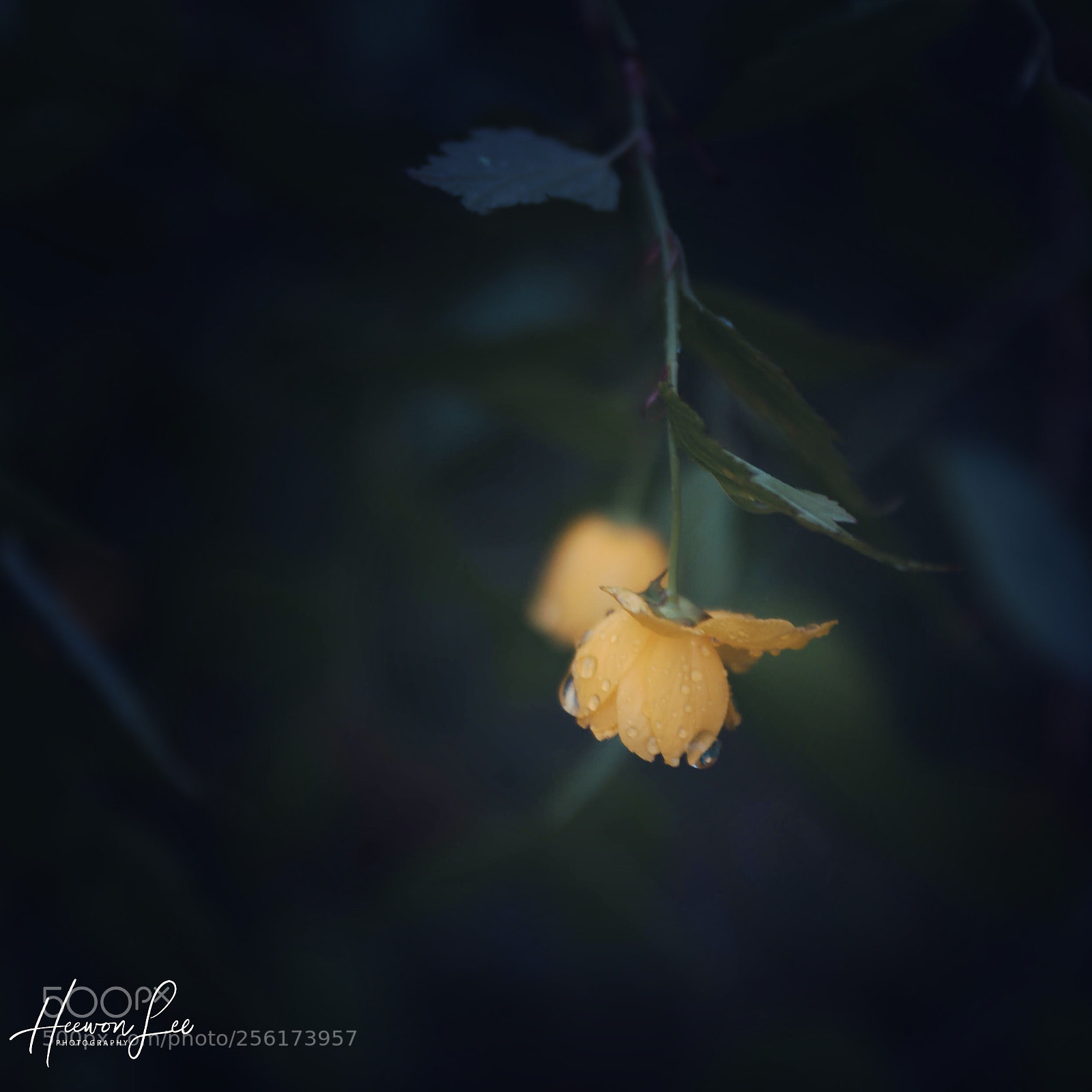 Canon EOS 6D sample photo. Moist... photography