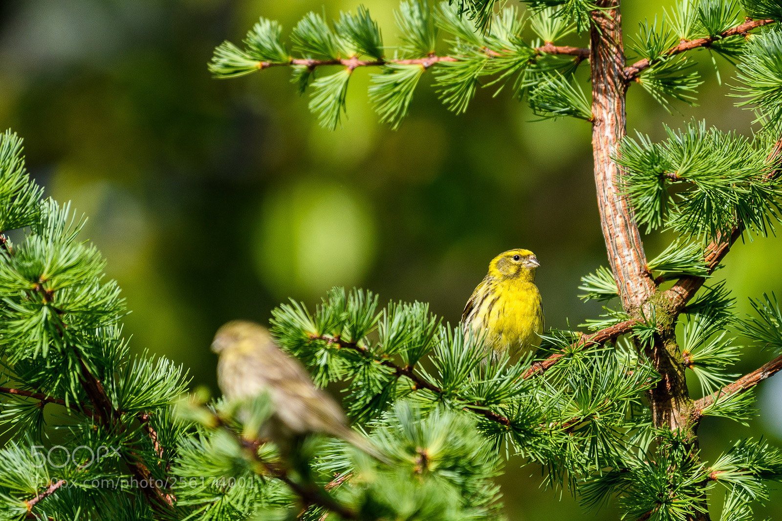 Nikon D500 sample photo. Girlitz bei uns im photography