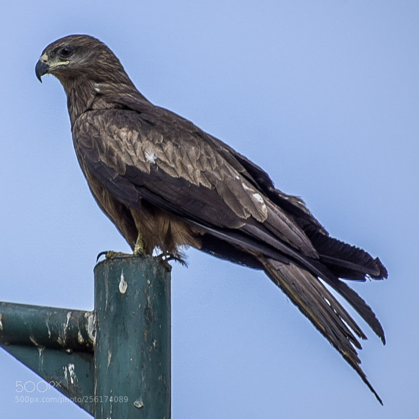 Nikon D5300 sample photo. Black kite 1 photography