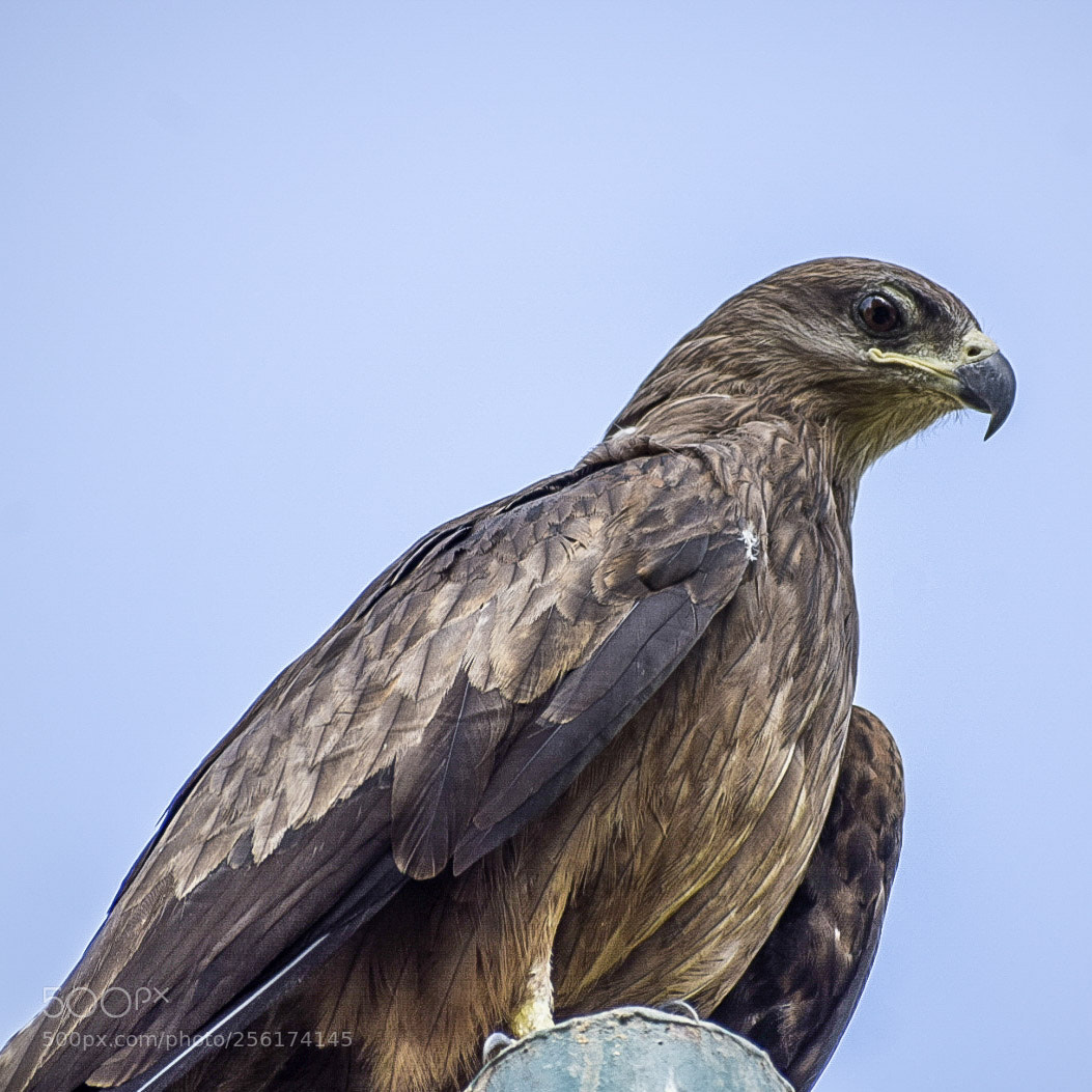 Nikon D5300 sample photo. Black kite 2 photography