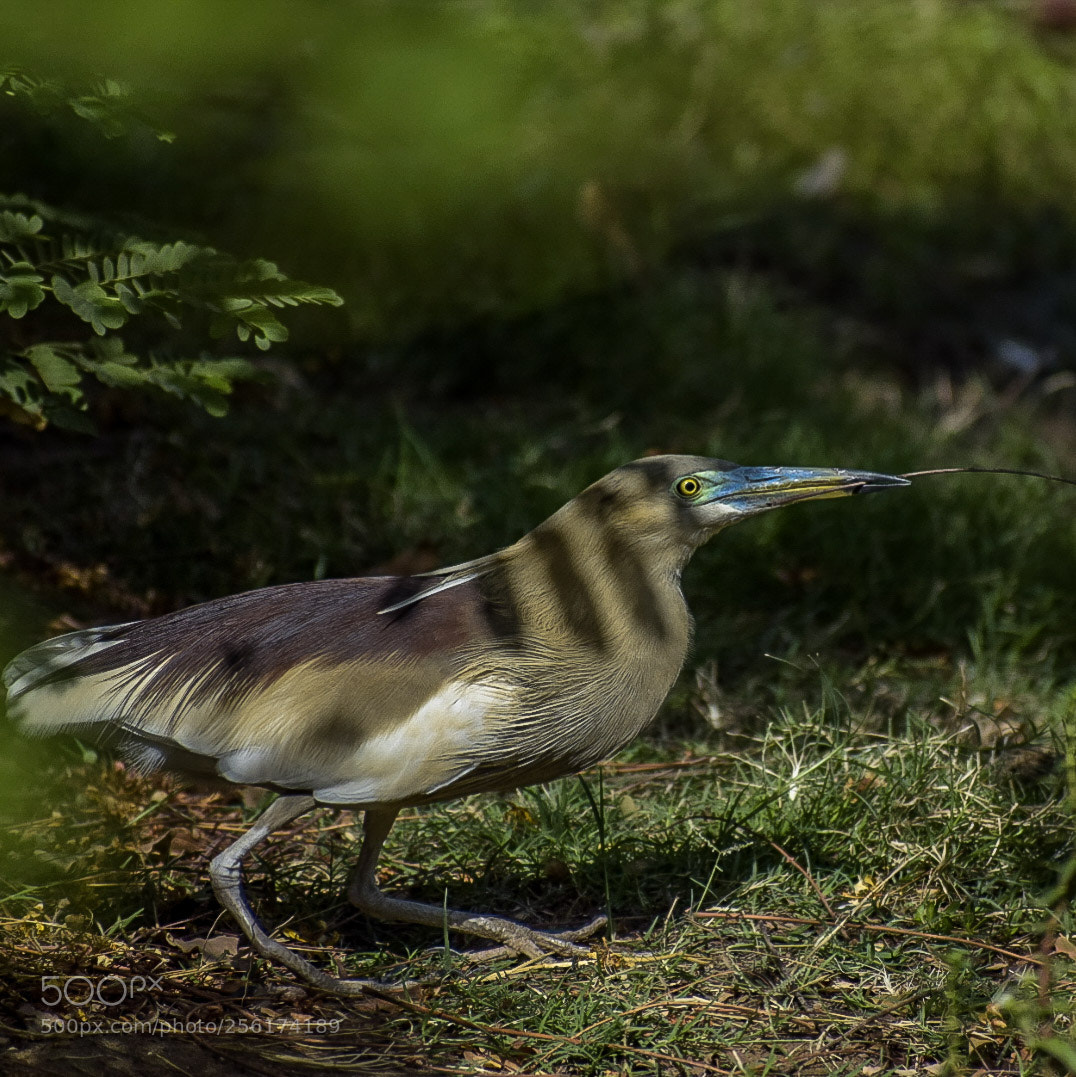 Nikon D5300 sample photo. Pond heron 1 photography