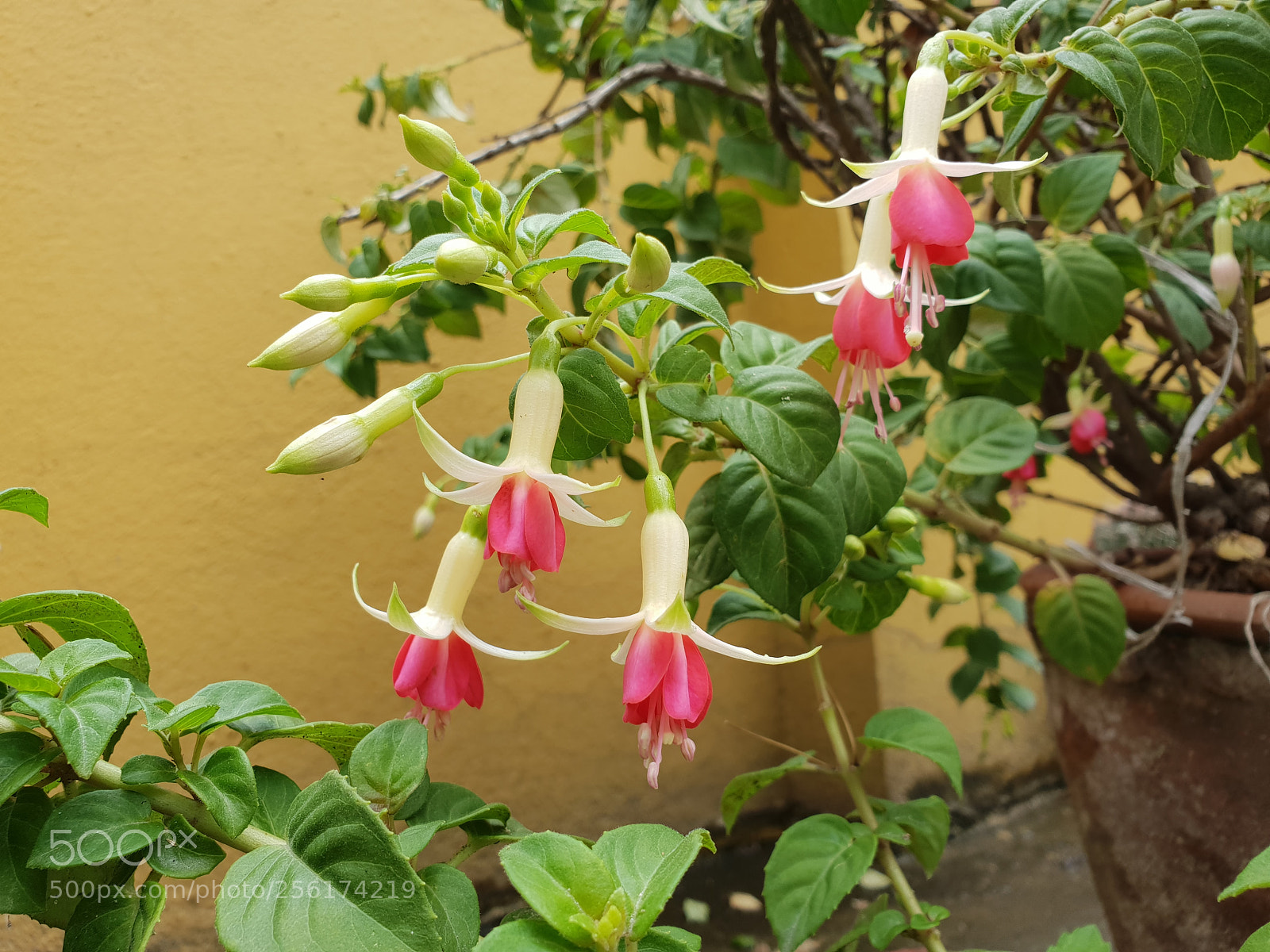 Samsung Galaxy S9+ sample photo. Swaa pucha: photography