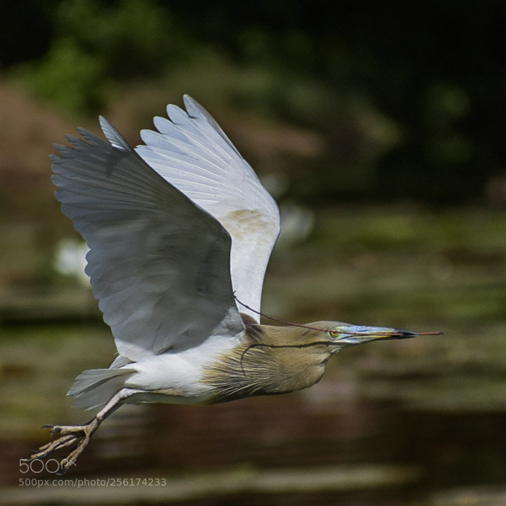 Nikon D5300 sample photo. Pond heron 2 photography
