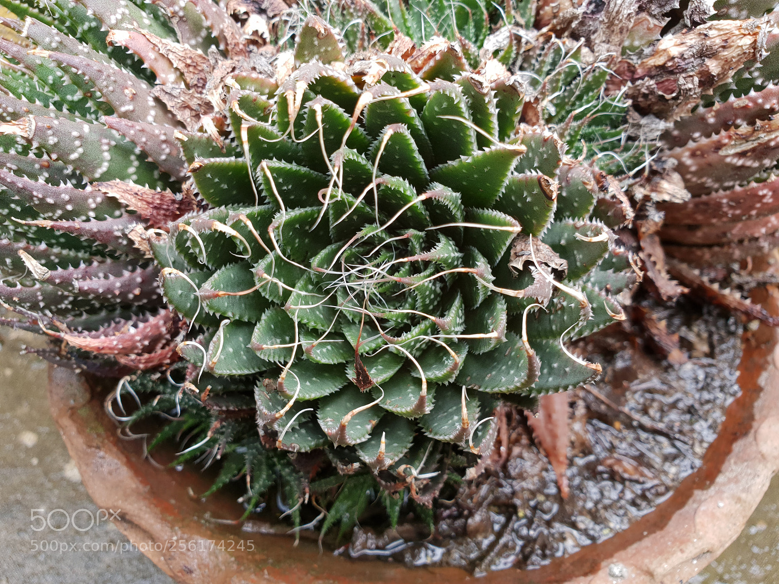 Samsung Galaxy S9+ sample photo. Kaa: swaa photography
