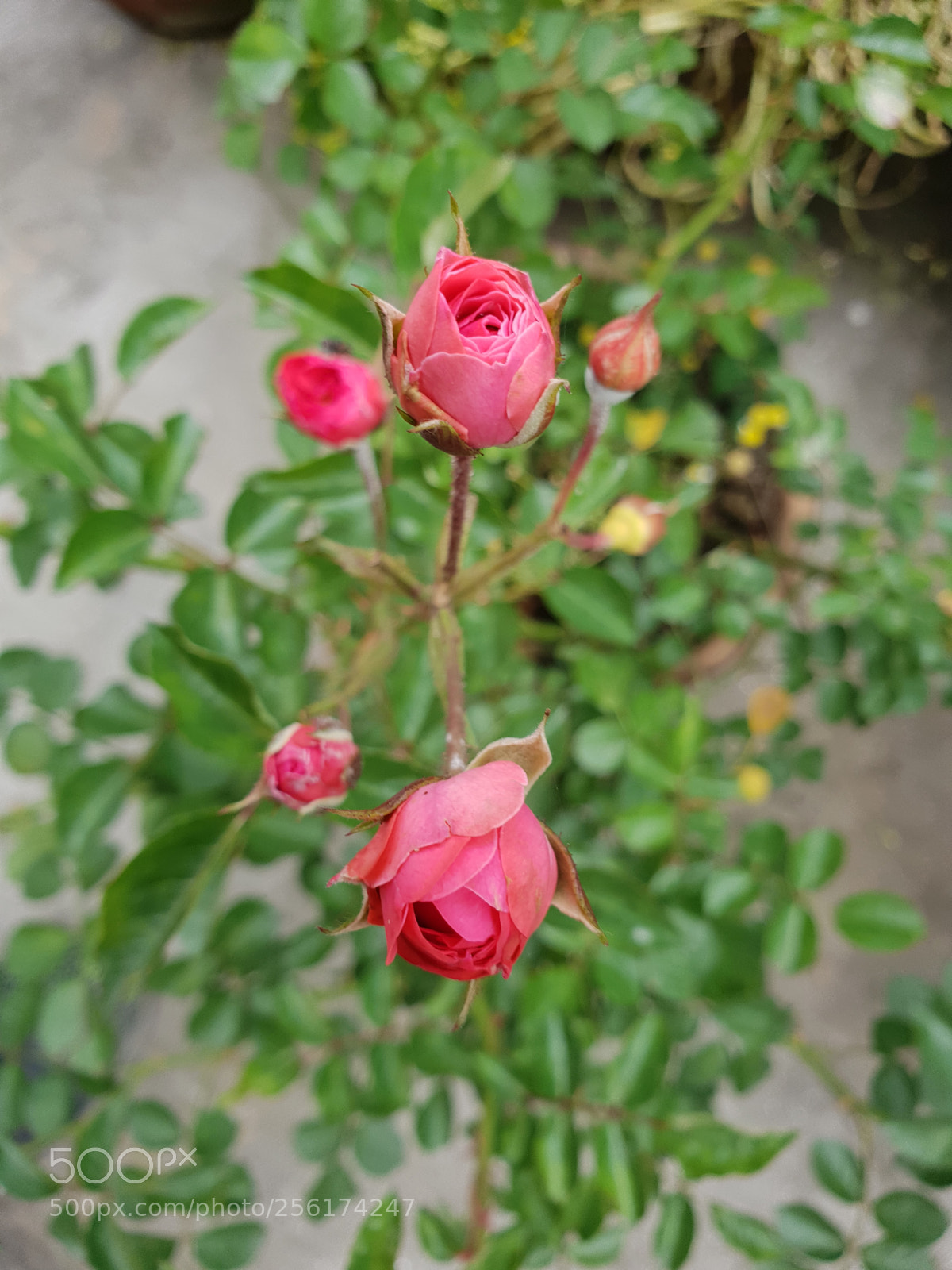 Samsung Galaxy S9+ sample photo. Red rose bud photography