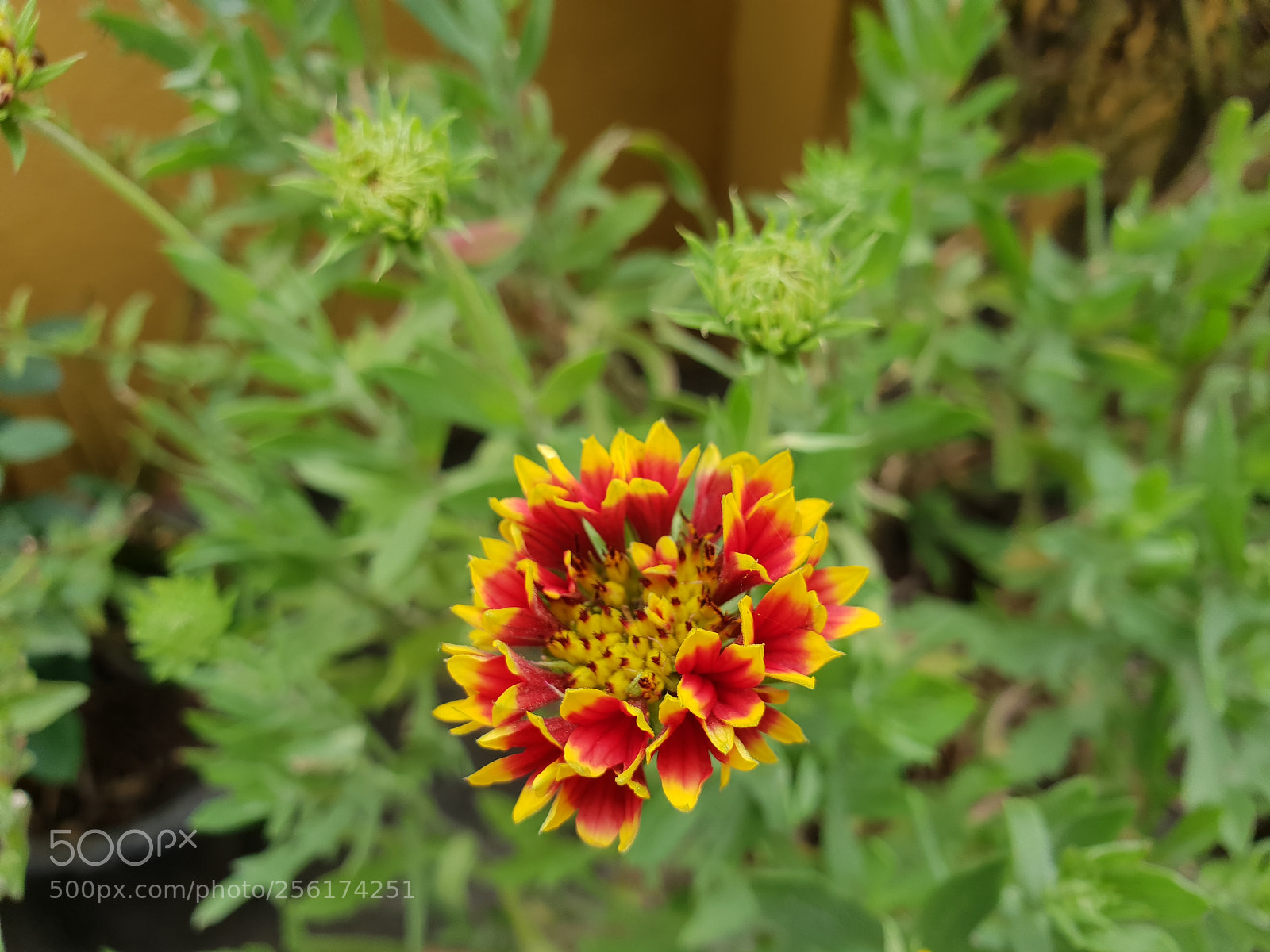 Samsung Galaxy S9+ sample photo. Flower - focus photography
