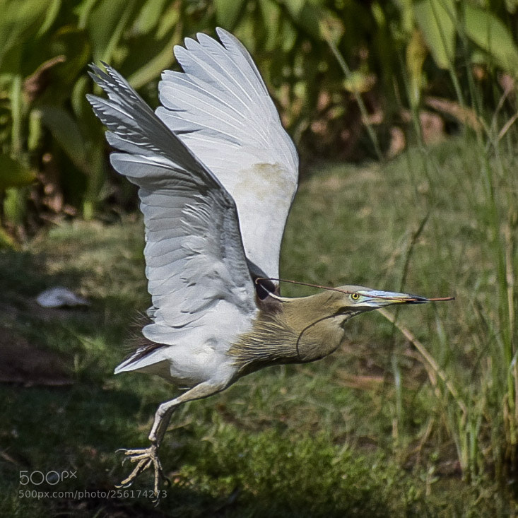 Nikon D5300 sample photo. Pomd heron 3 photography