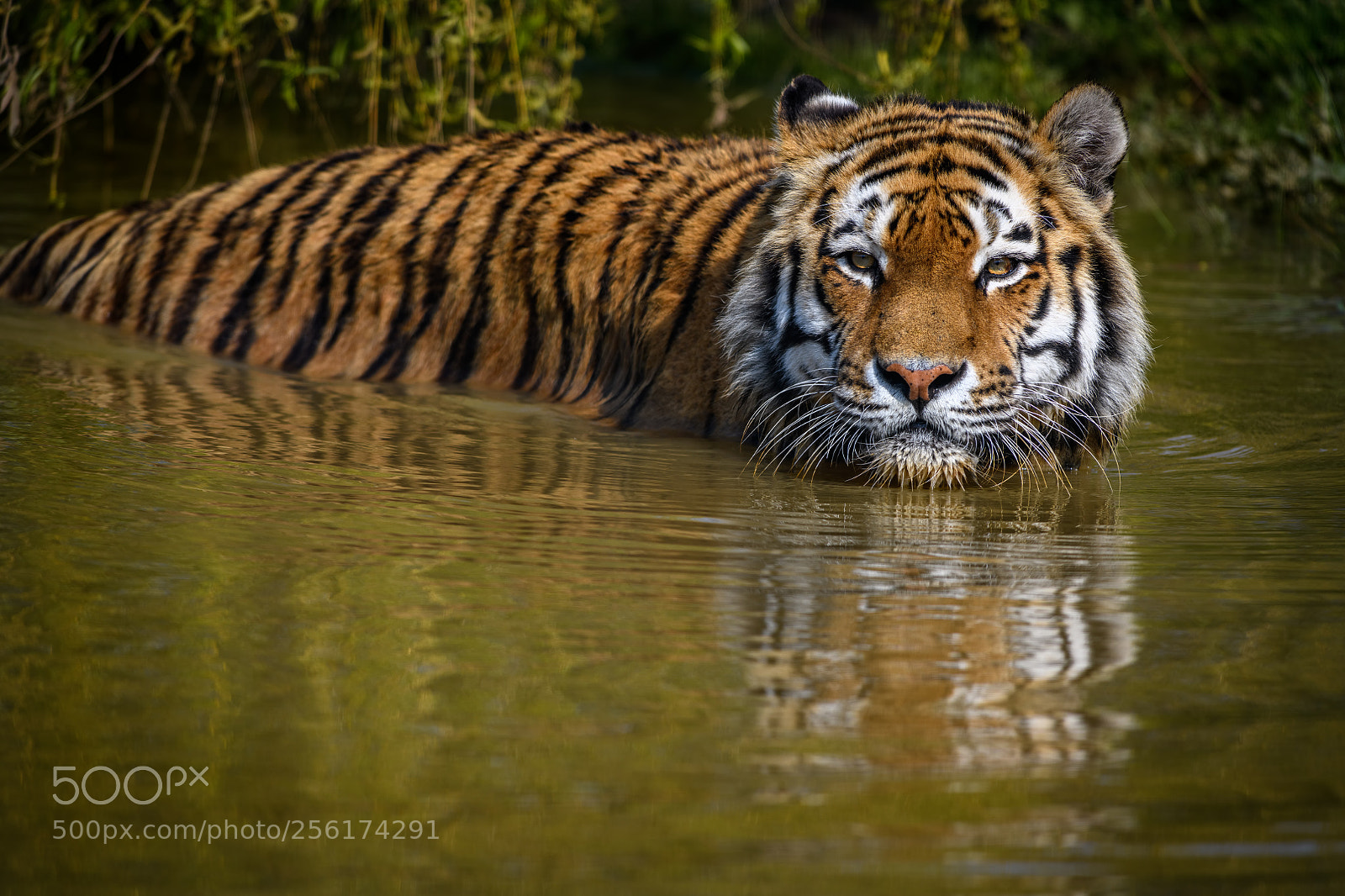 Nikon D850 sample photo. Amur tiger taking a photography
