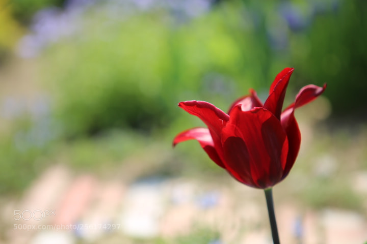 Canon EOS 6D + Canon EF 24-70mm F2.8L USM sample photo. Img photography