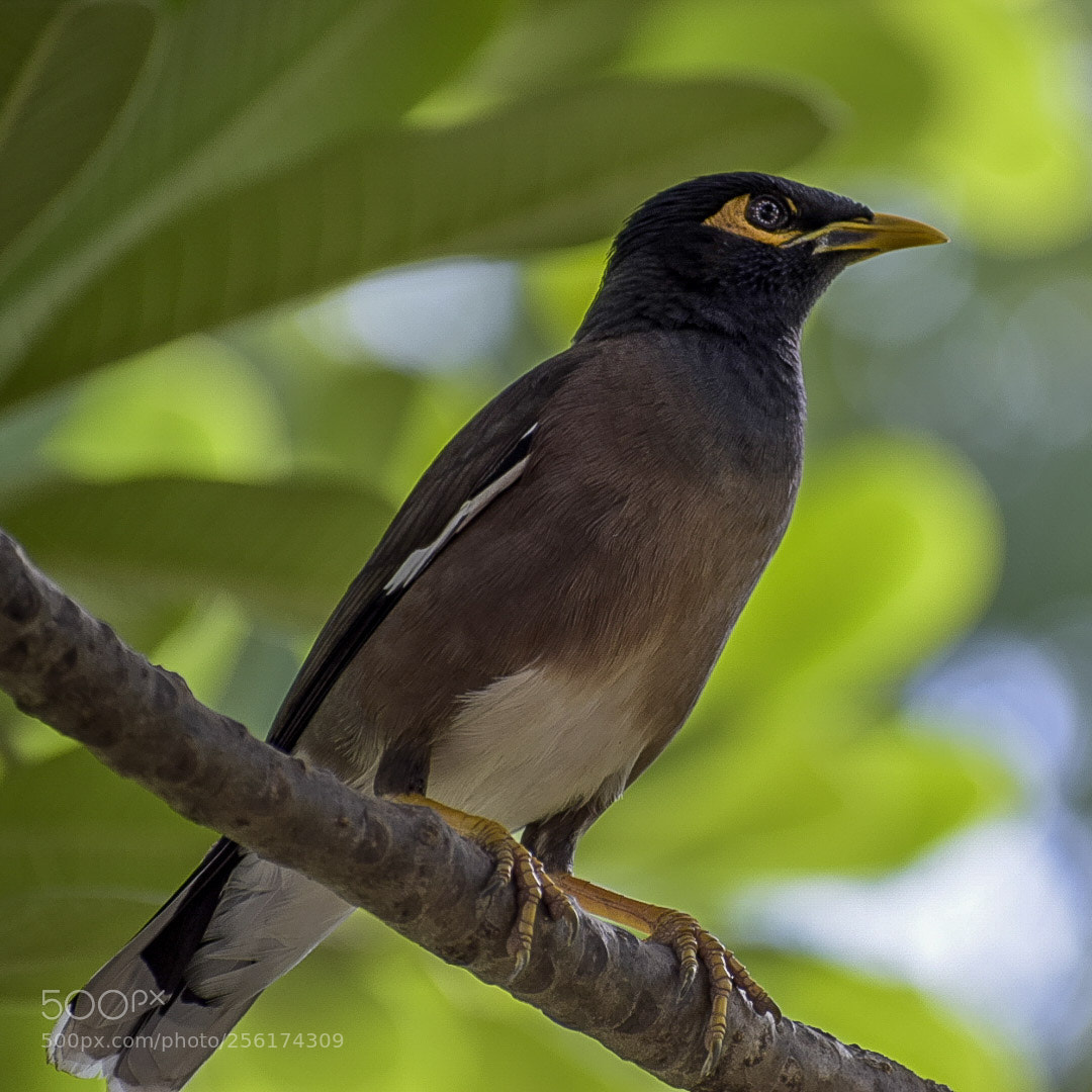 Nikon D5300 sample photo. Myna 1 photography