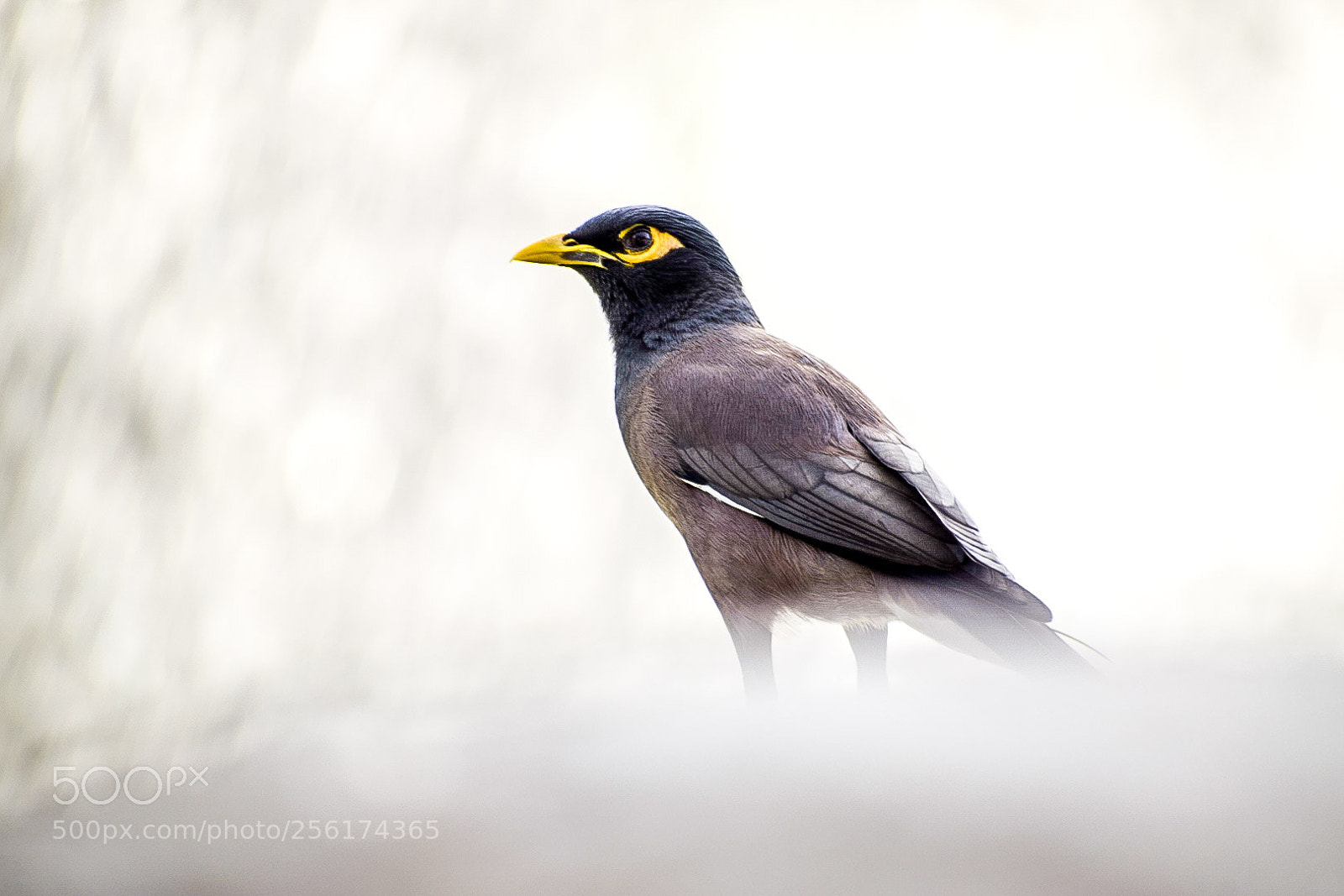 Nikon D5300 sample photo. Myna 2 photography